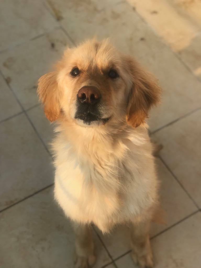 Callie (fka Faith) - Gone But Not Forgotten