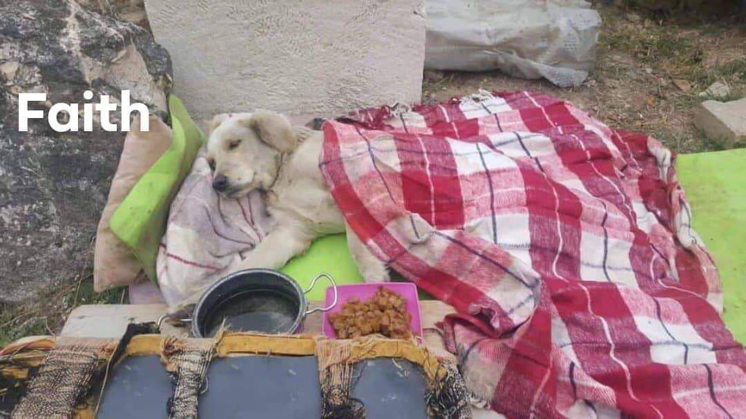 Callie (fka Faith) - Gone But Not Forgotten