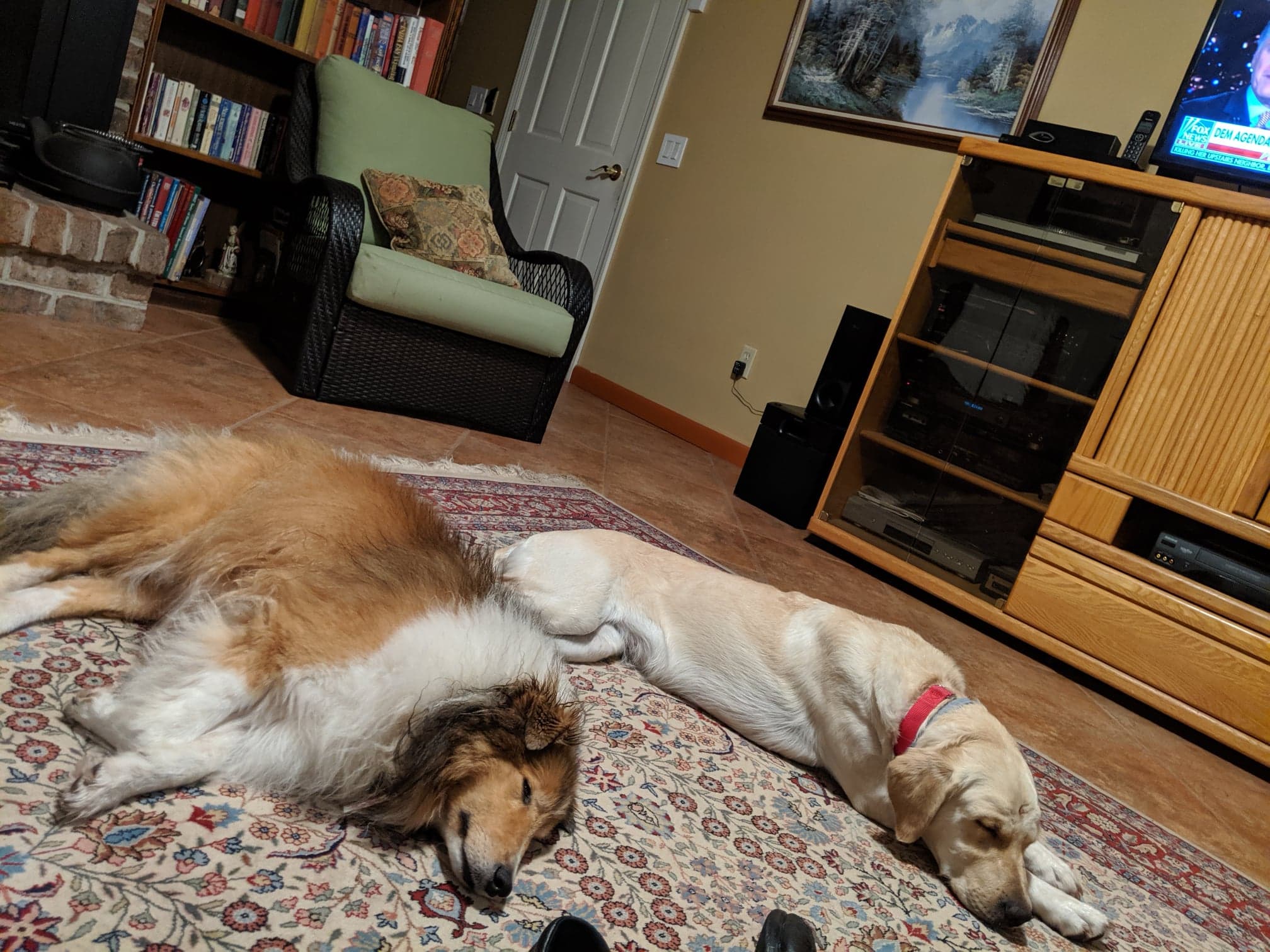 Trinity (fka Lucky - Lab)