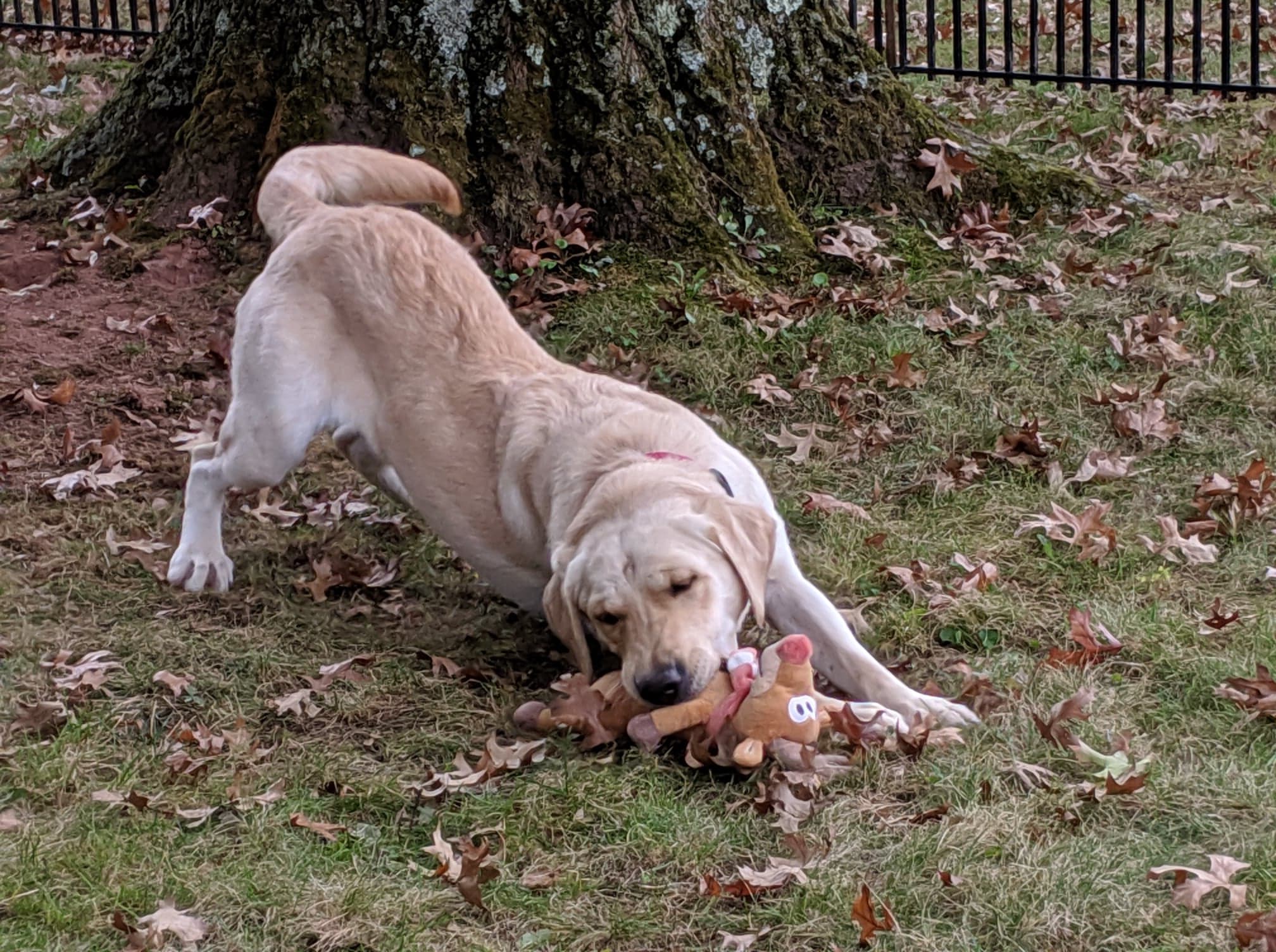 Trinity (fka Lucky - Lab)