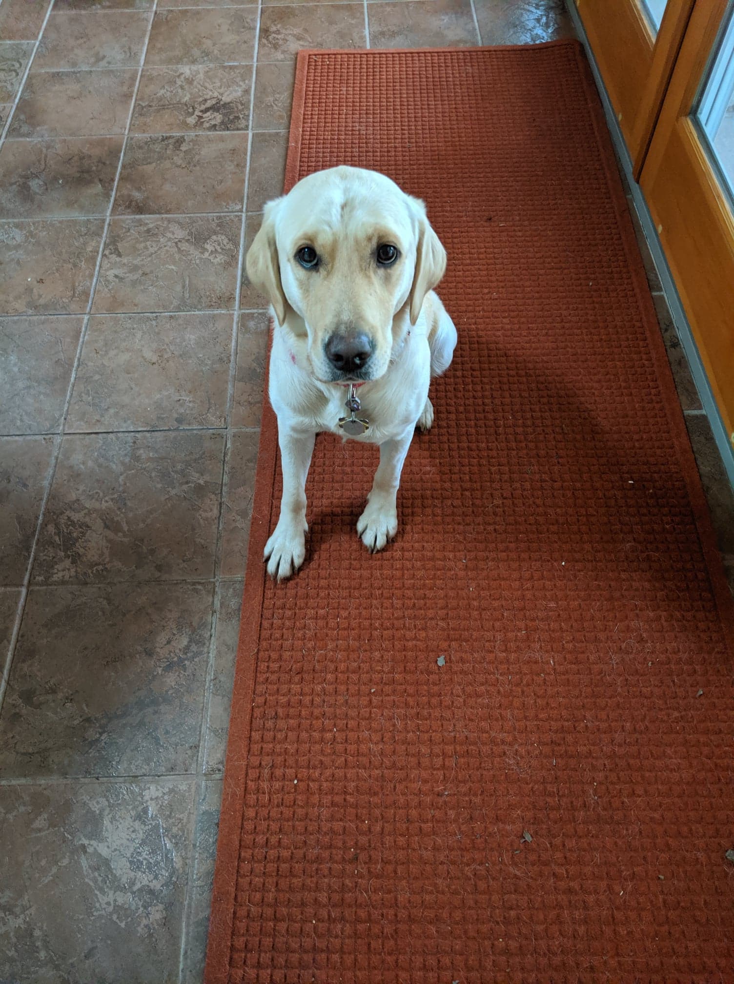 Trinity (fka Lucky - Lab)