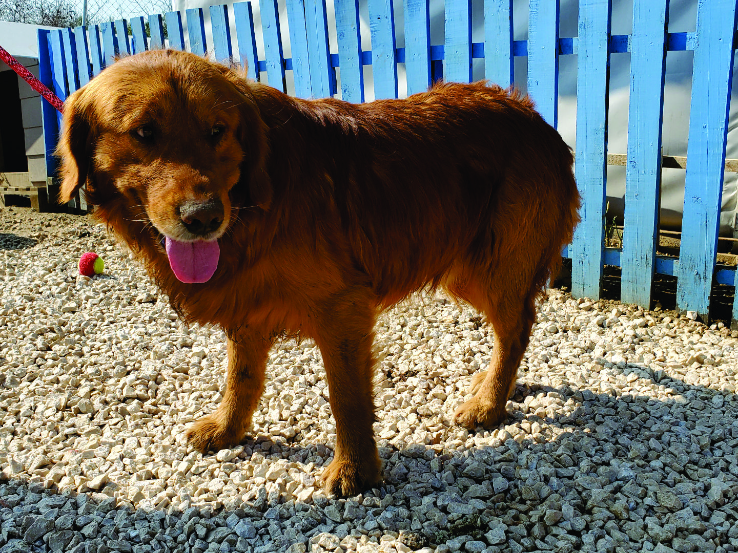 Johnny **Bonded Pair**