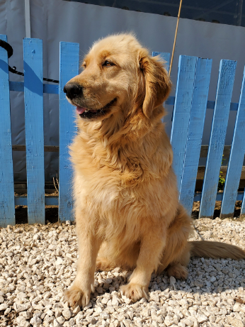 Honey Boozy (fka Destiny)