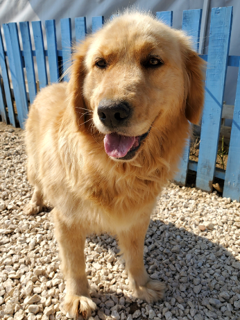 Honey Boozy (fka Destiny)