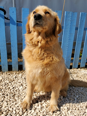 Honey Boozy (fka Destiny)