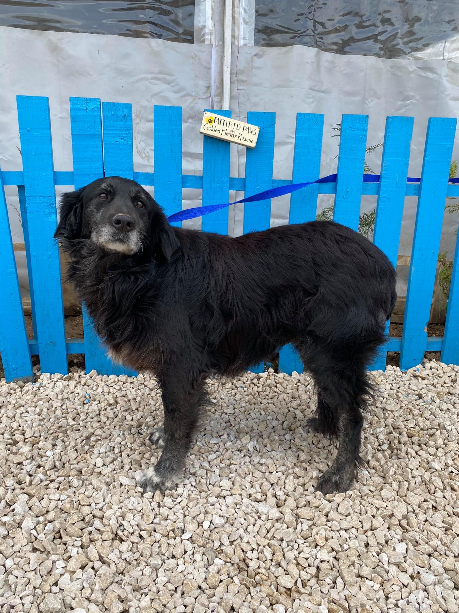 Olive (fka Cheyenne)