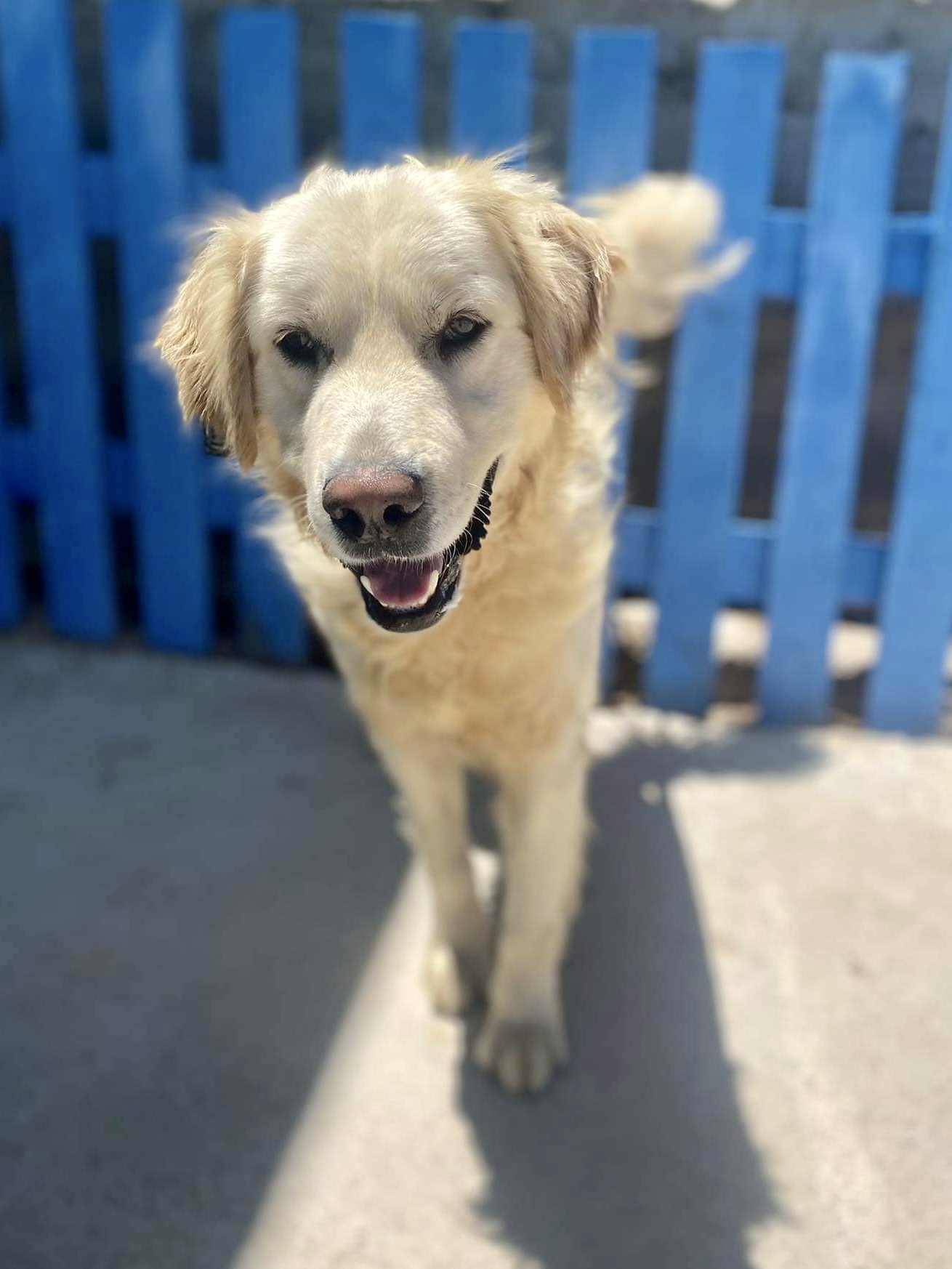 Catbird (fka Pender)