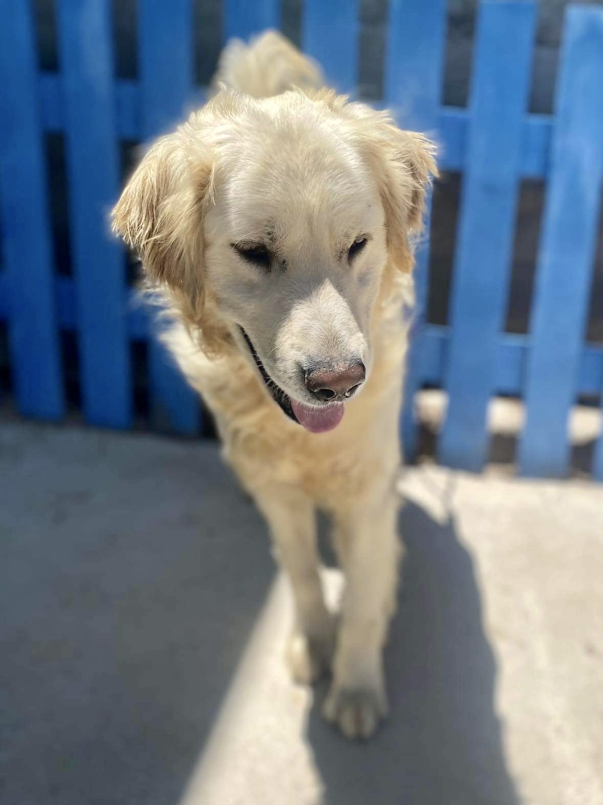 Catbird (fka Pender)