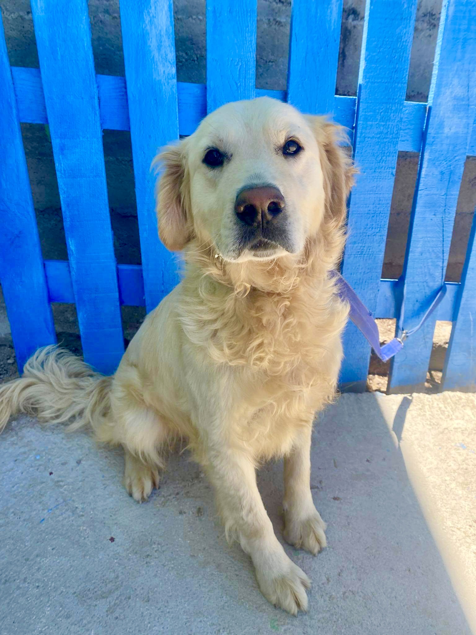 Catbird (fka Pender)