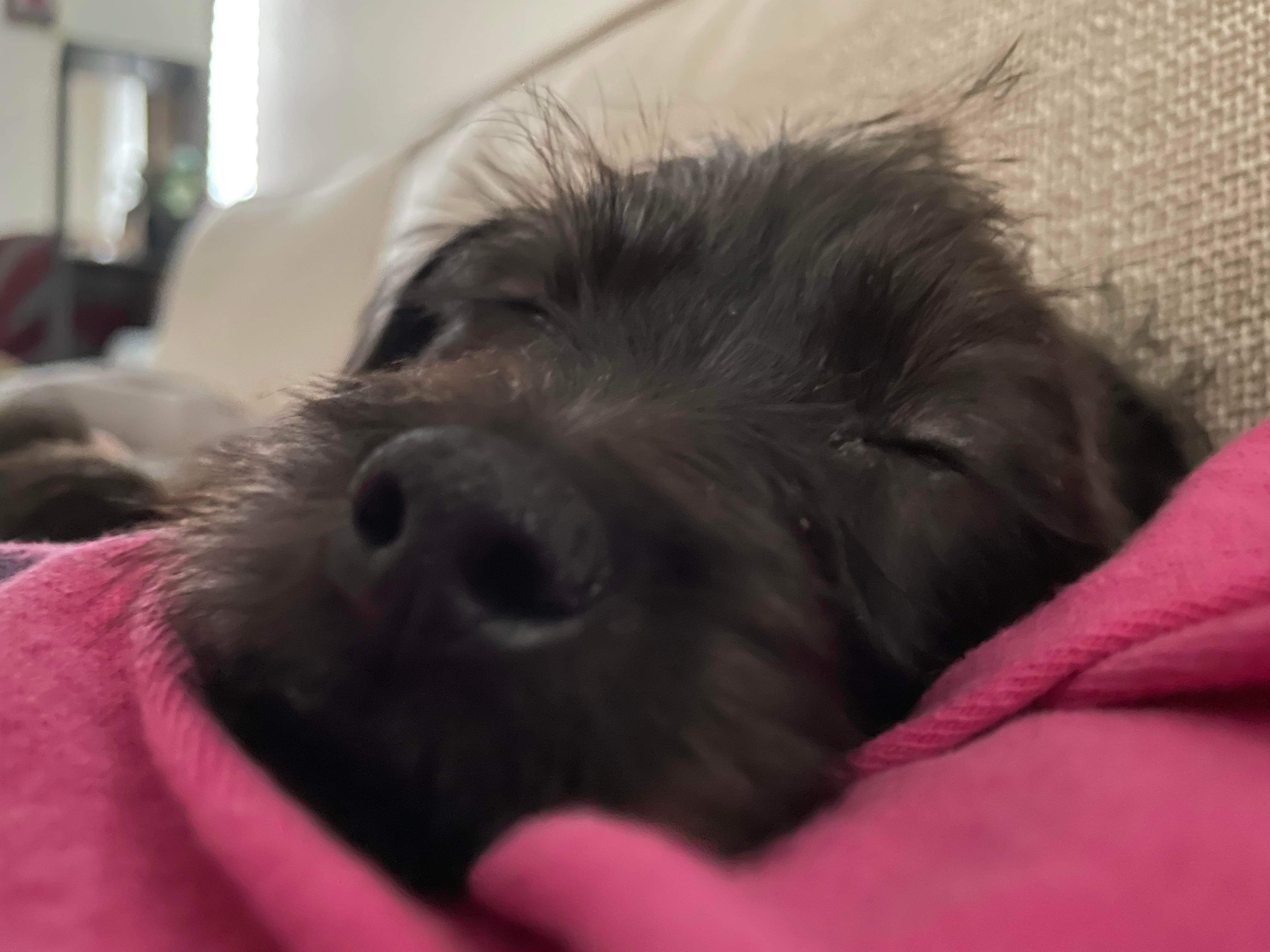 Dewdrop - Application Limit Exceeded