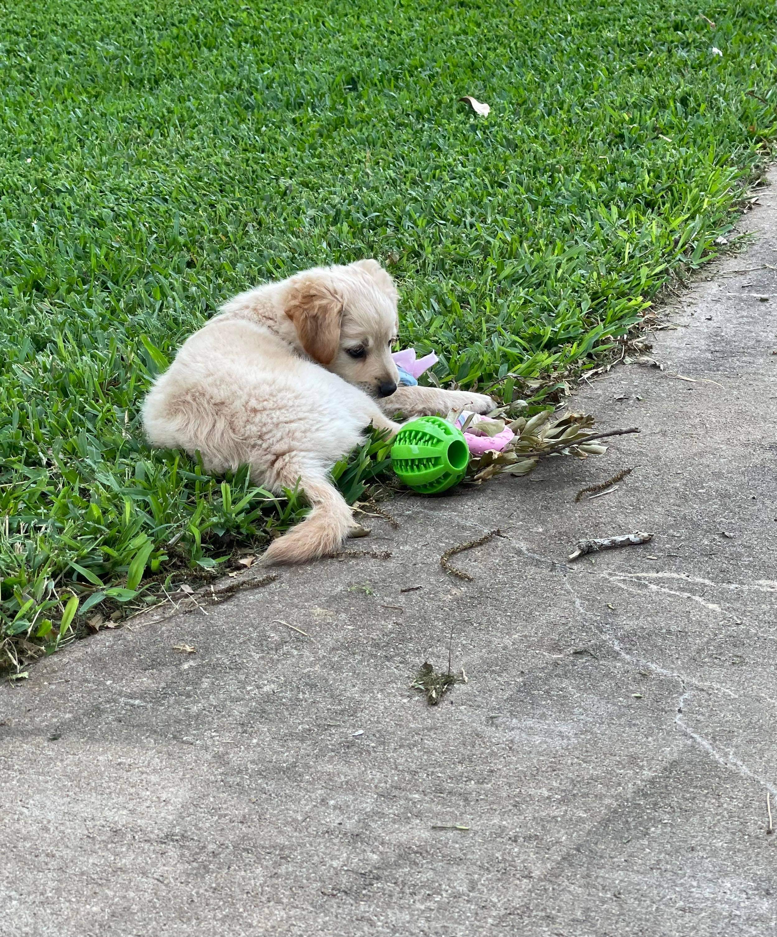 Penny (fka Chenille)