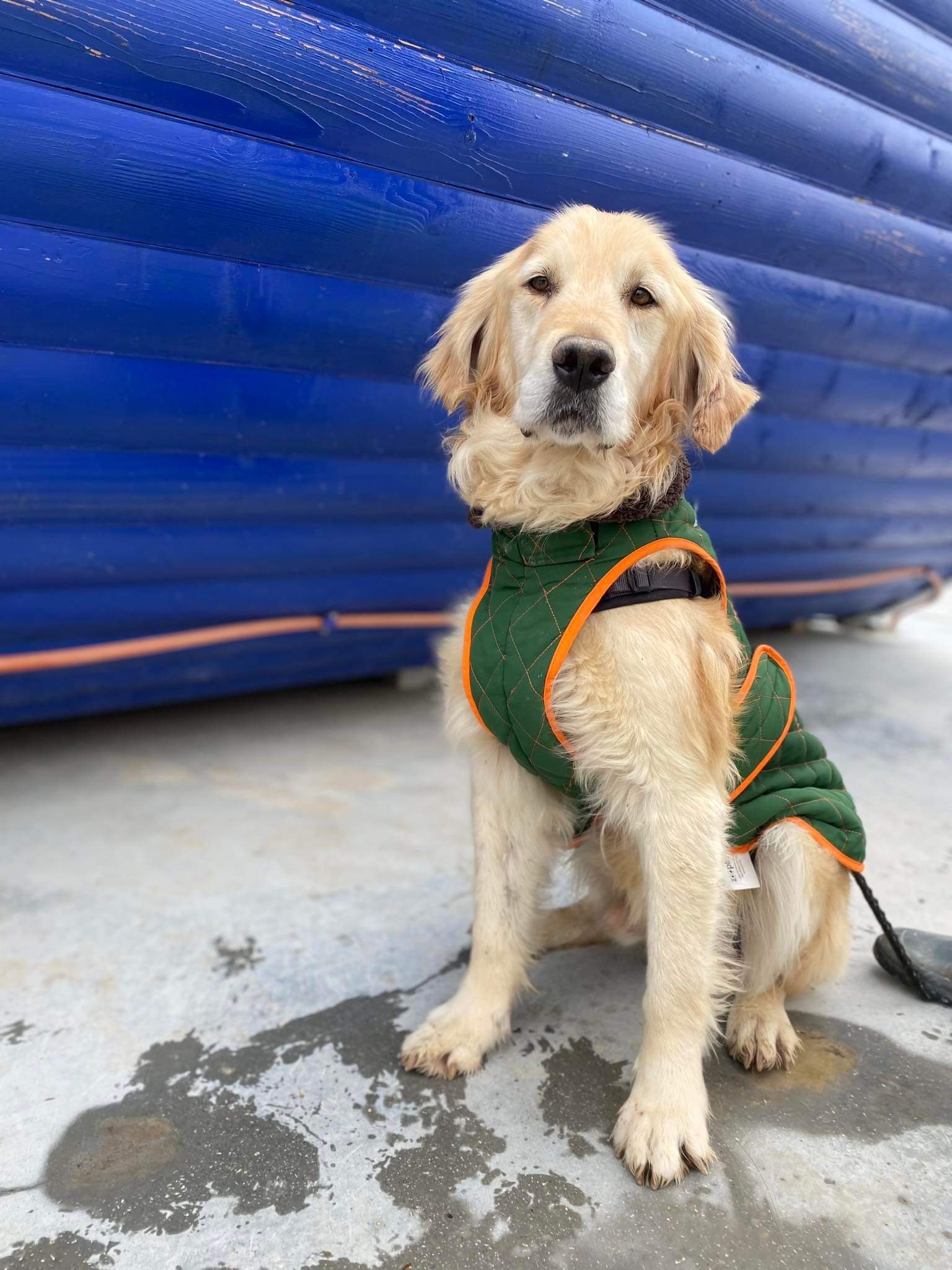 Marley - Application Limit Exceeded