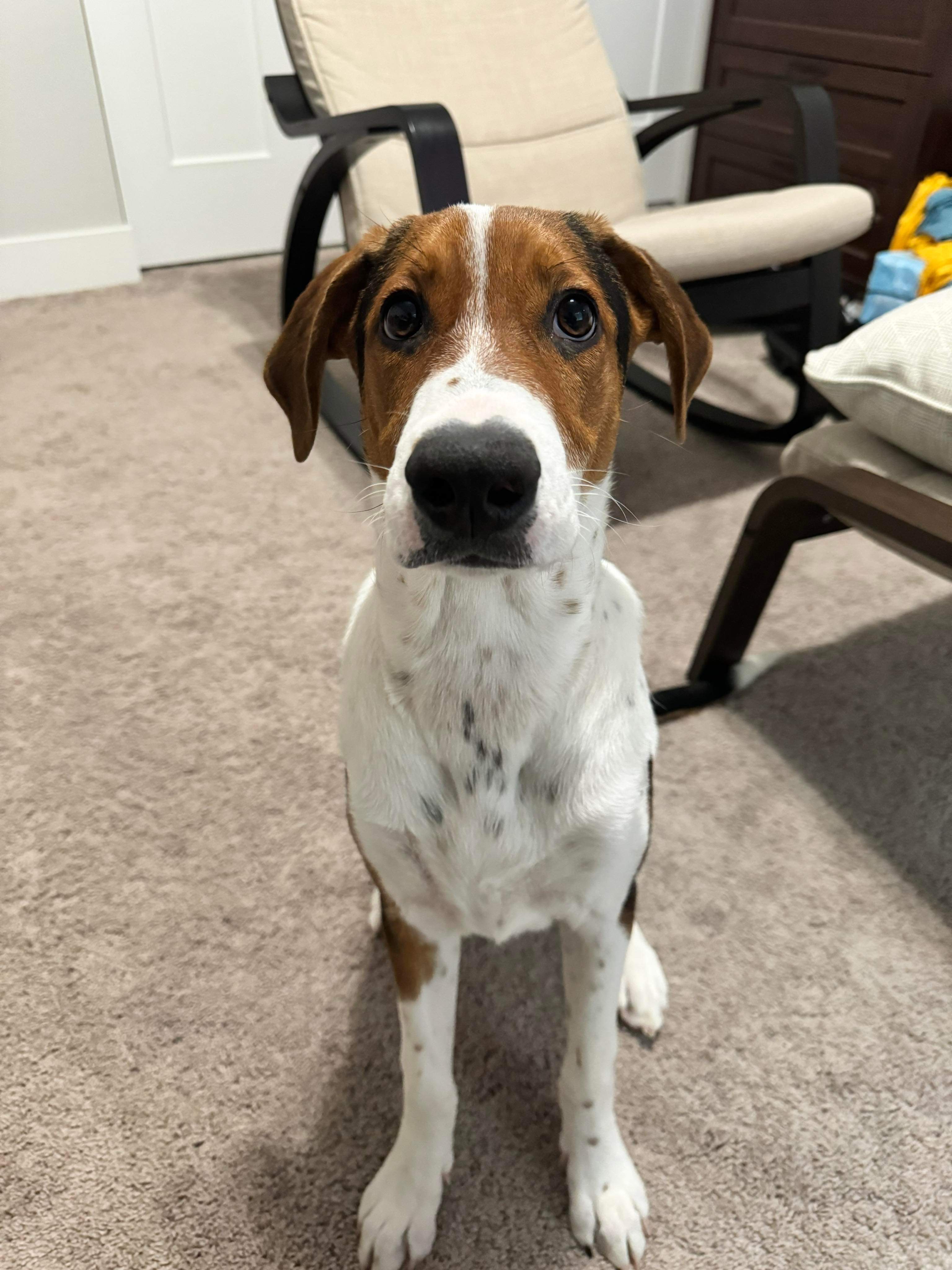 Marigold - Application Limit Exceeded