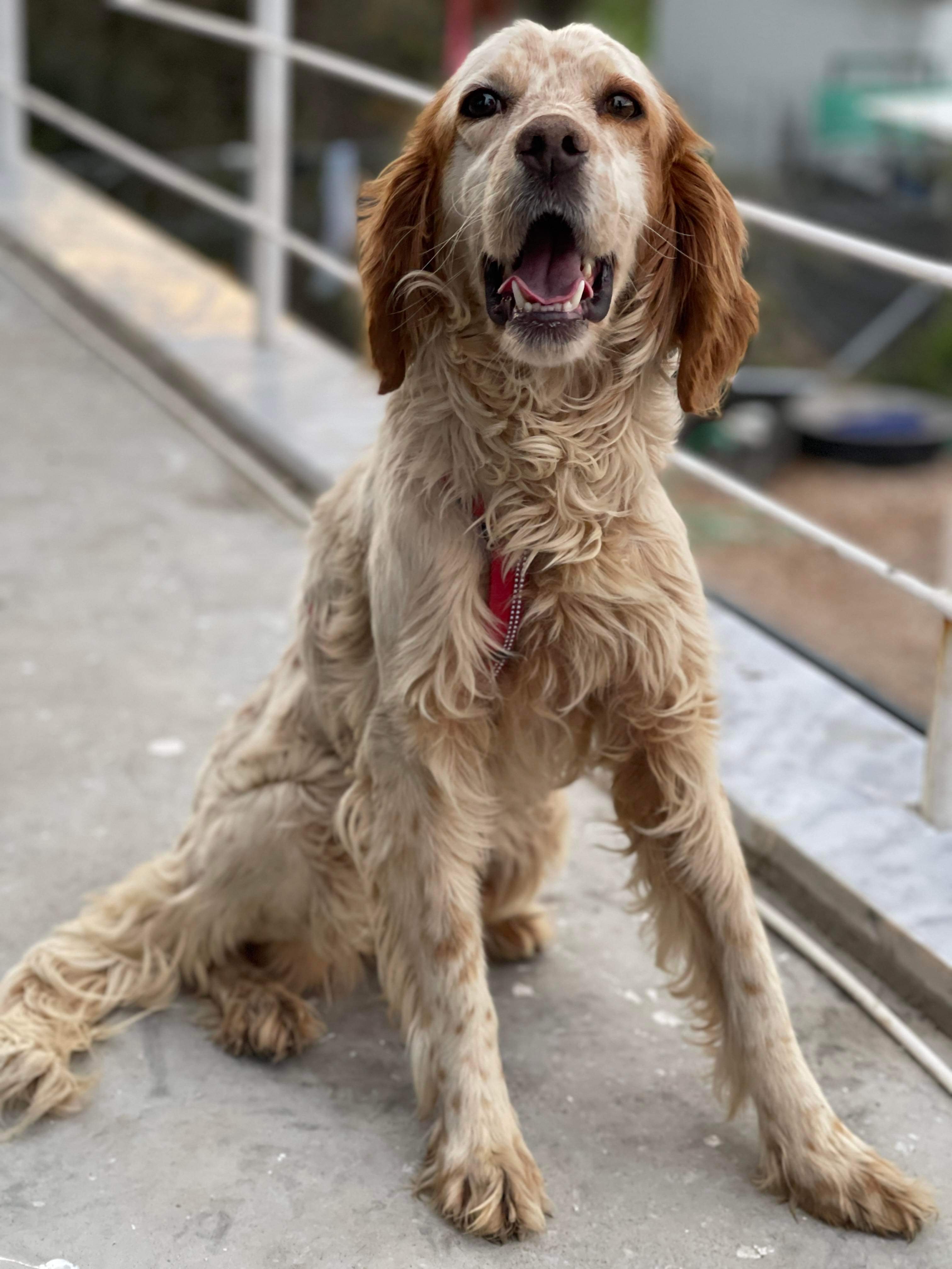 Anita - Application Limit Exceeded 