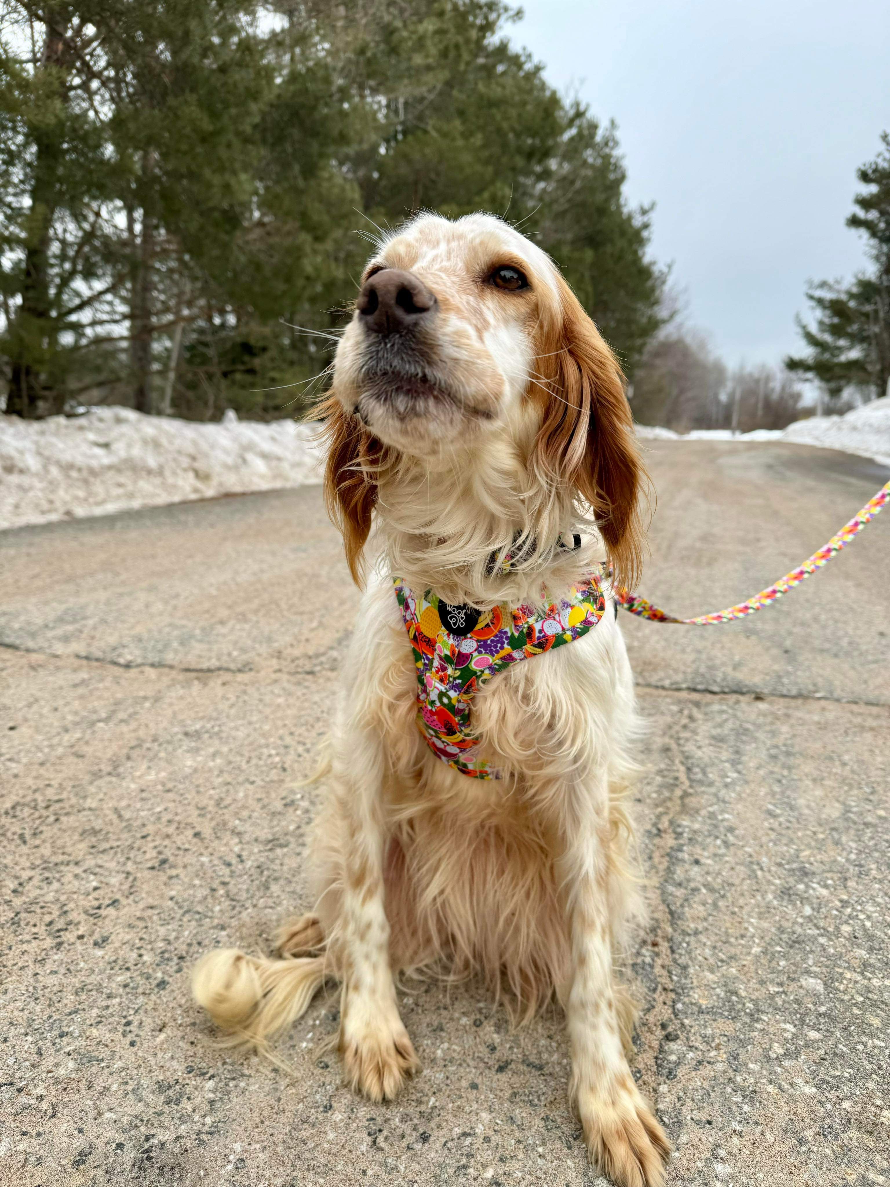 Anita - Application Limit Exceeded 