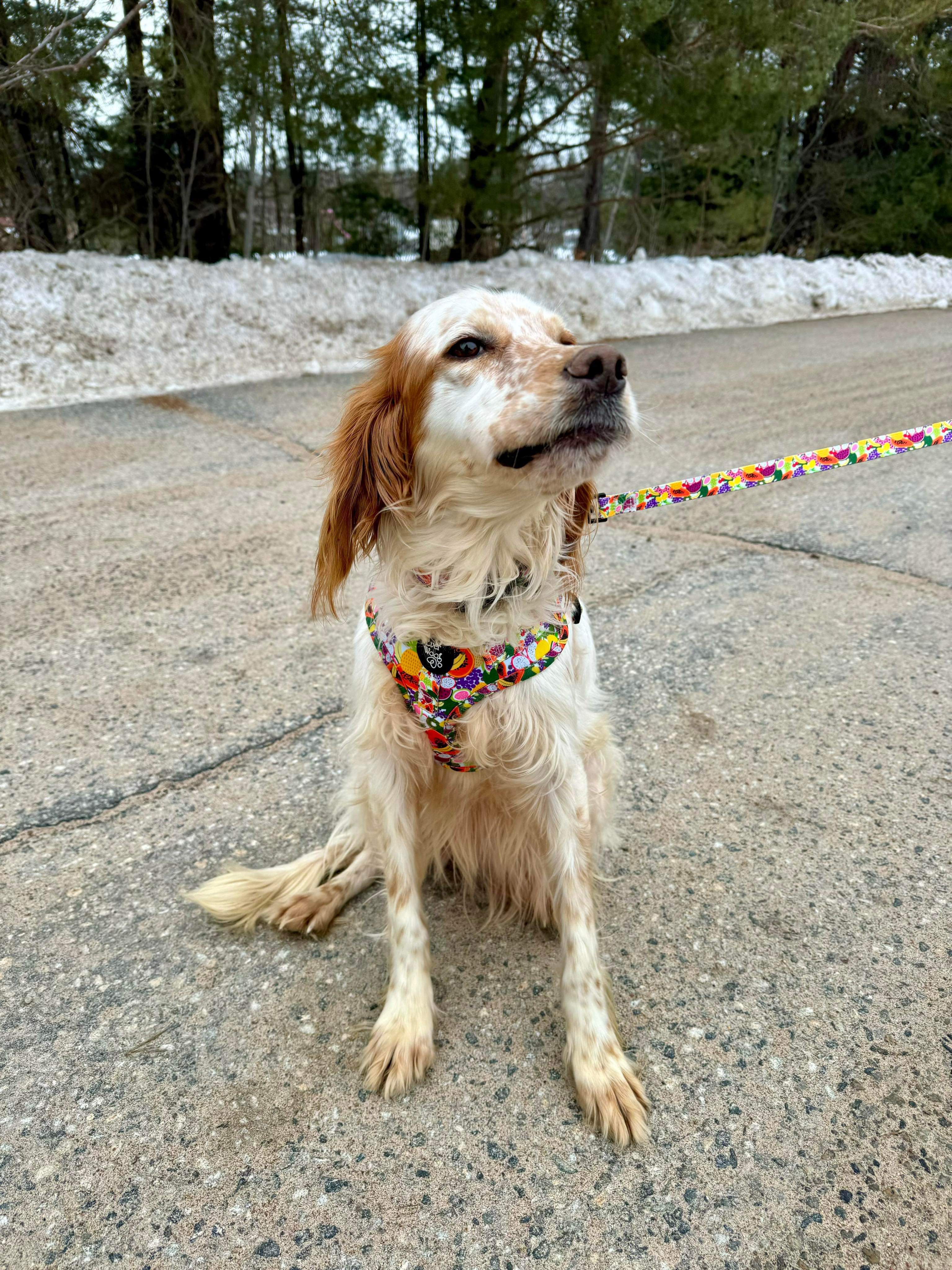 Anita - Application Limit Exceeded 