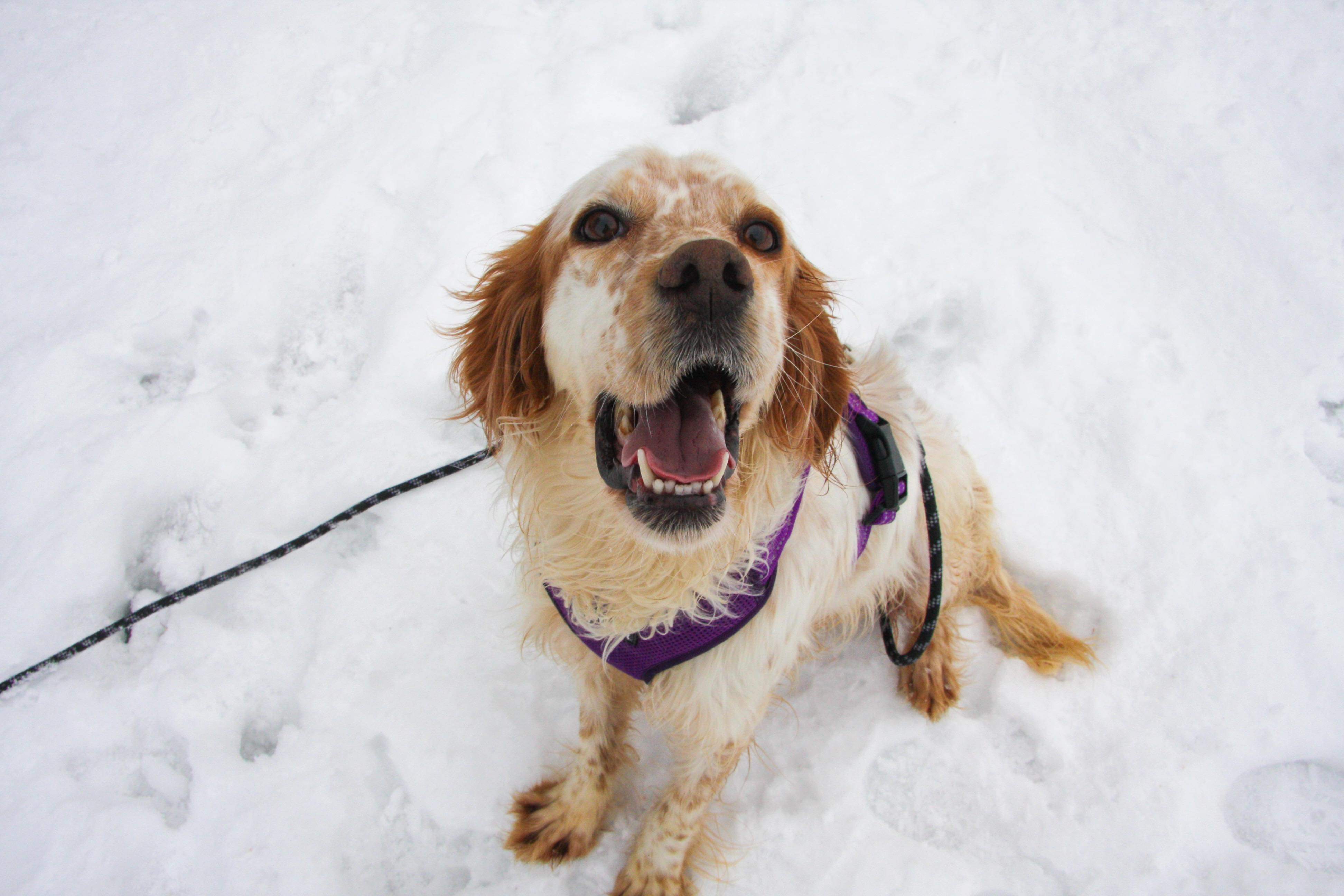 Anita - Application Limit Exceeded 