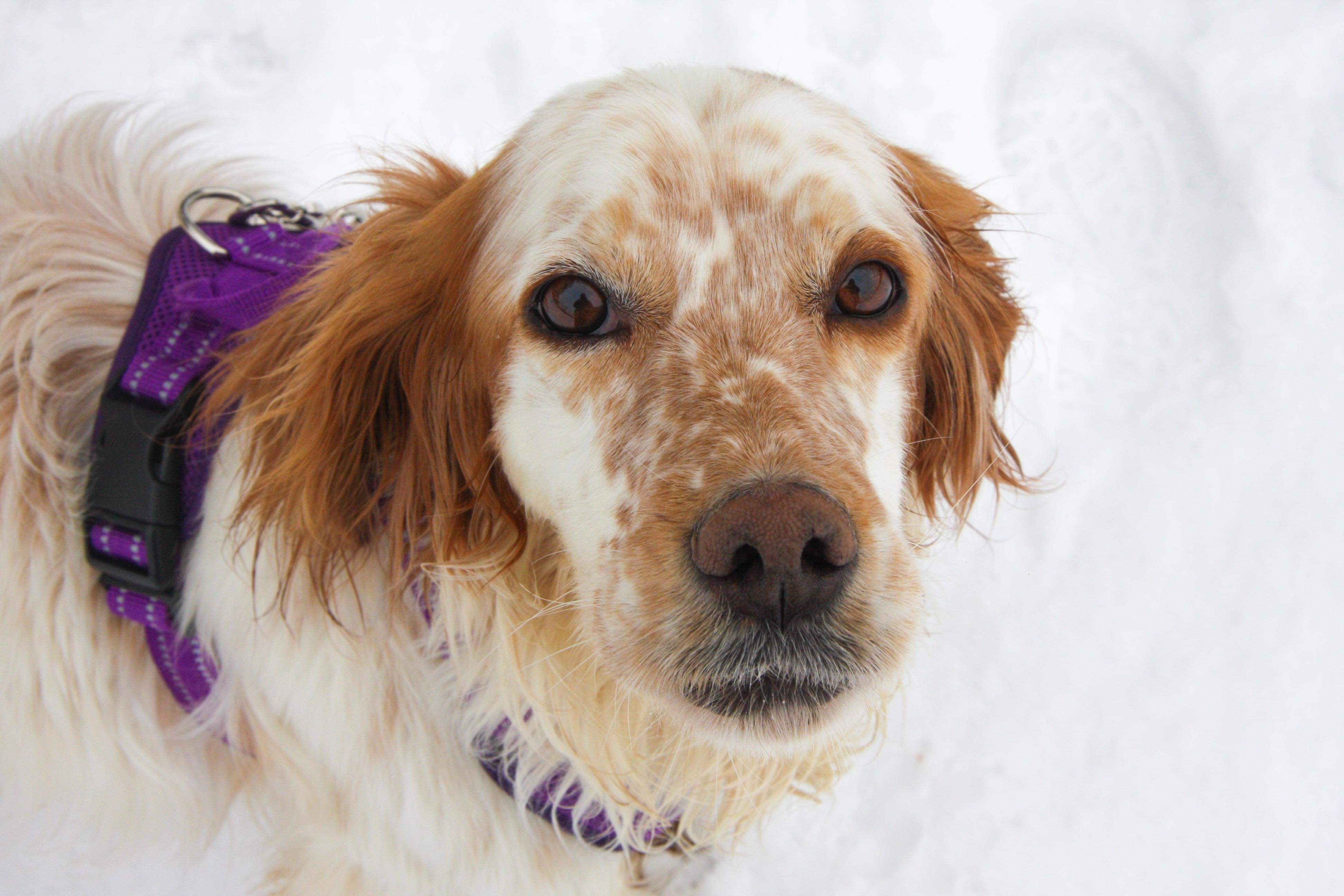 Anita - Application Limit Exceeded 