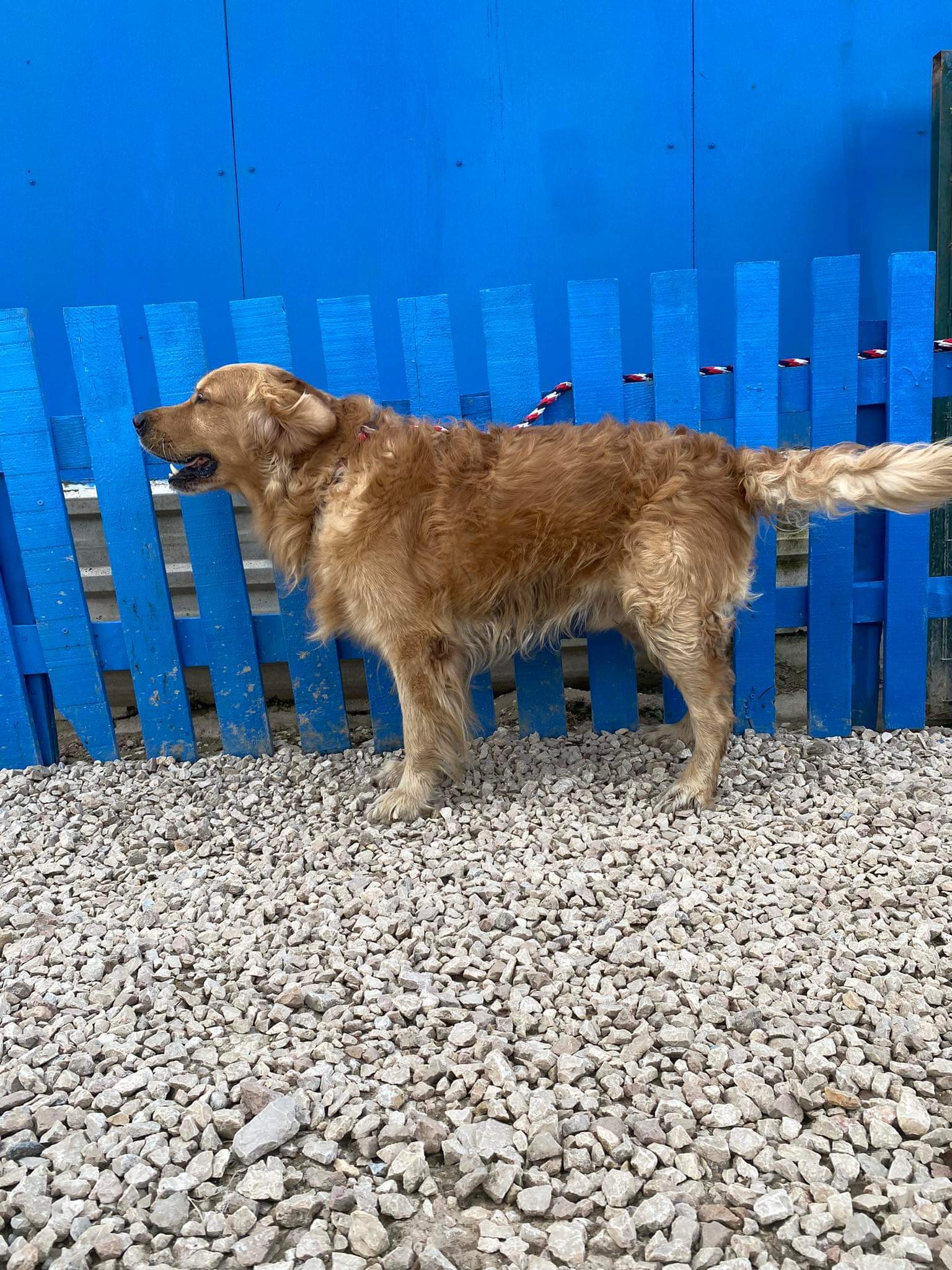 Bobo  APPLICATION LIMIT EXCEEDED