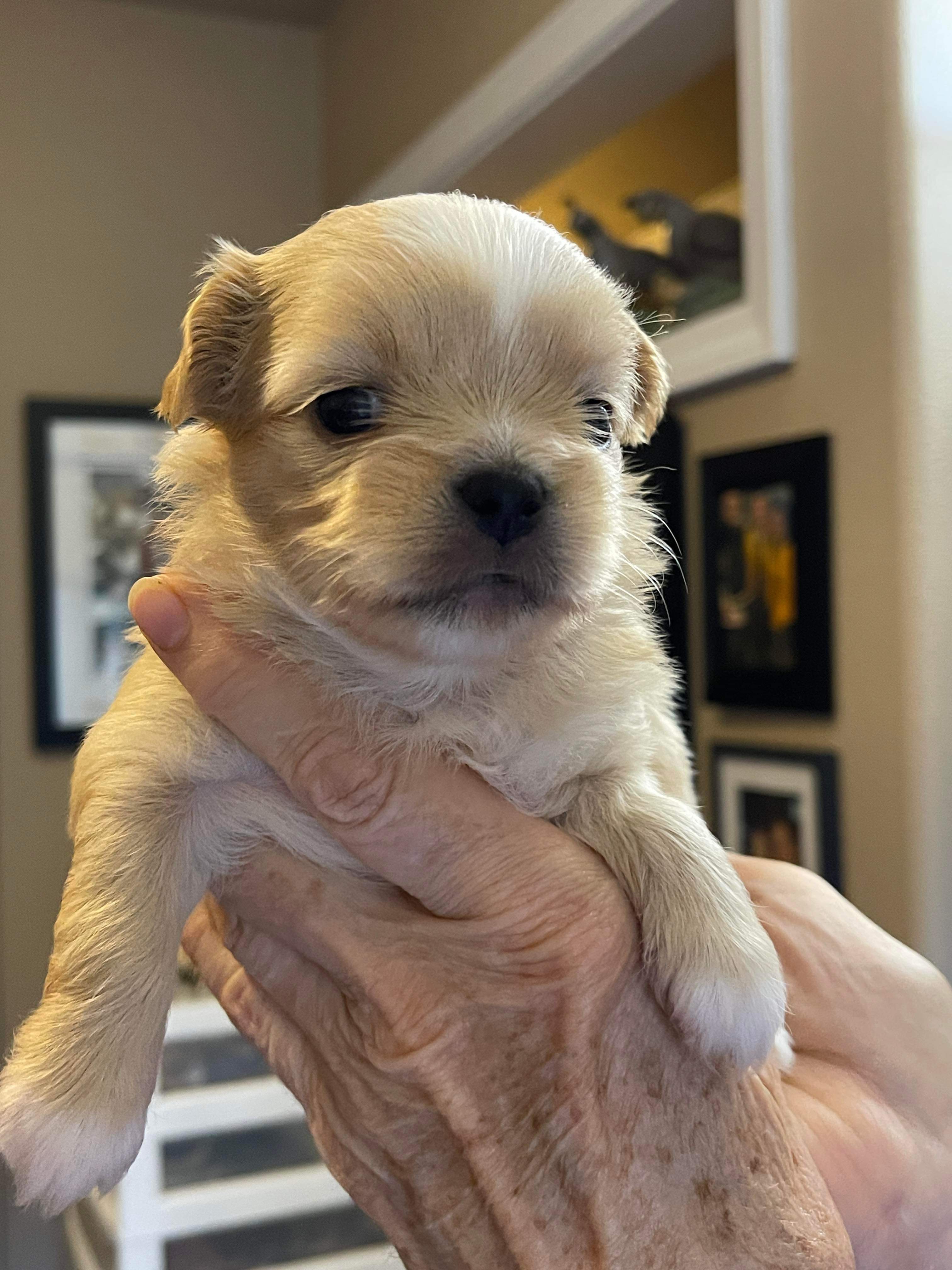 Francesca (fka Cashew)