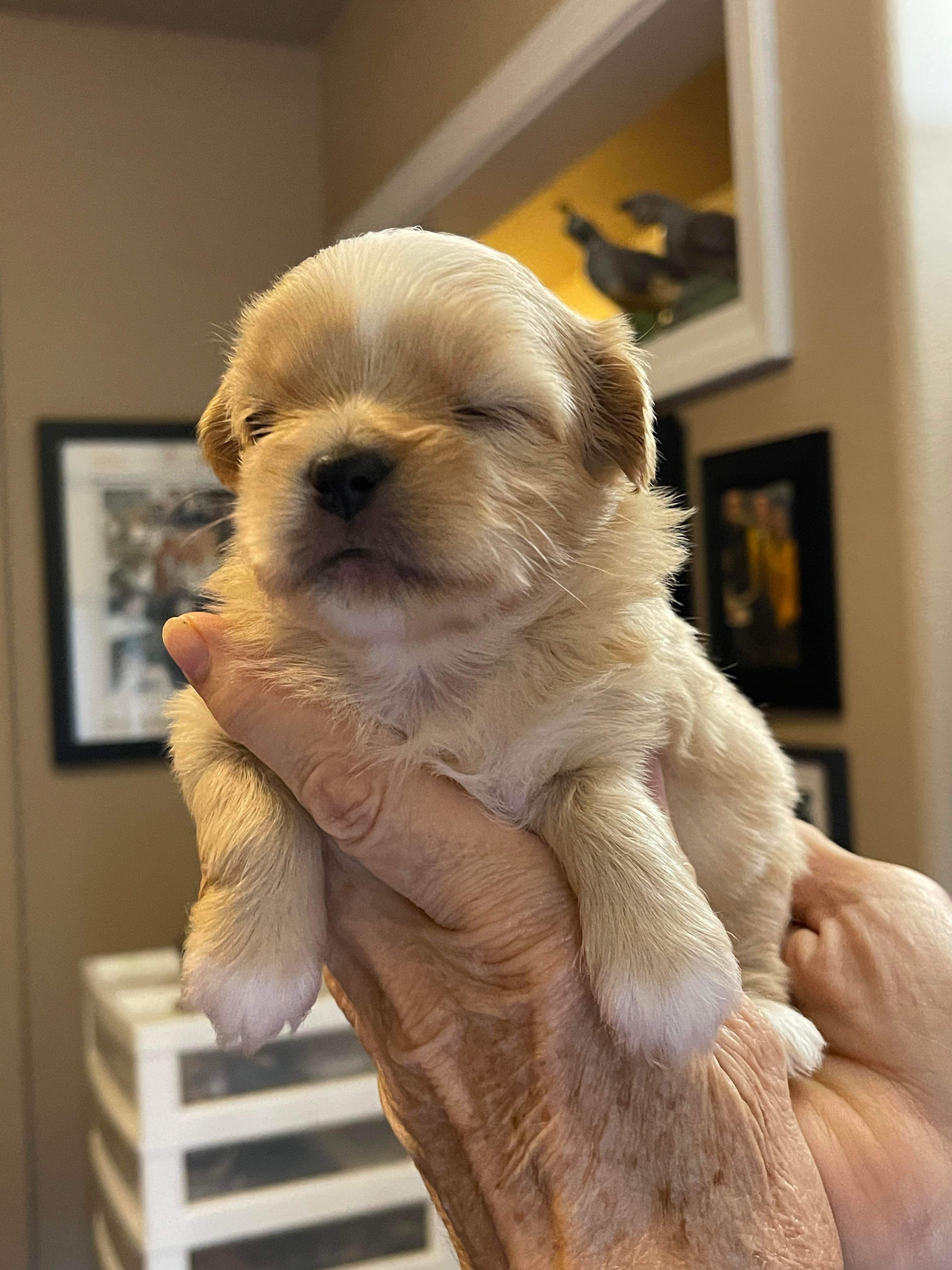 Francesca (fka Cashew)