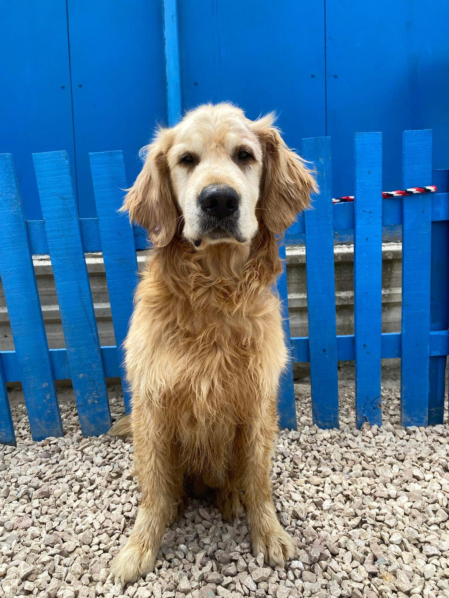 Danny- Application Limit Exceeded