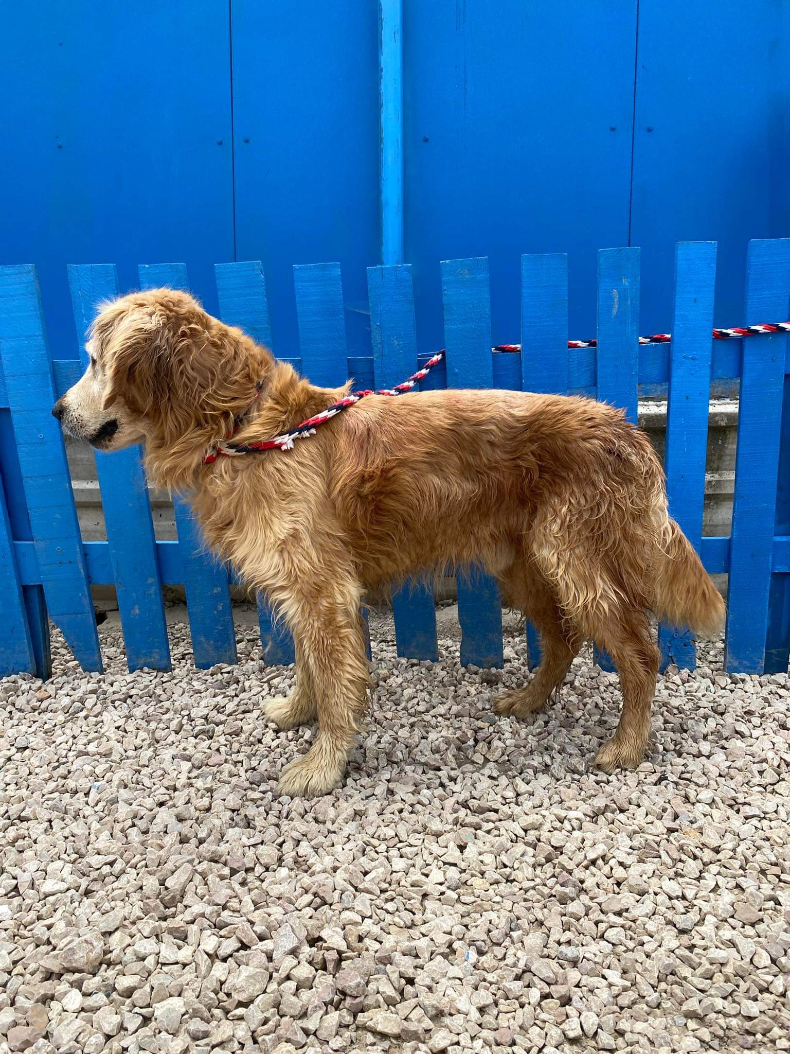 Danny- Application Limit Exceeded