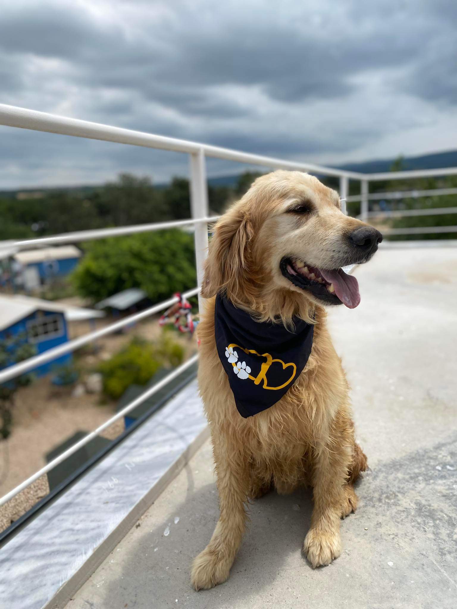 Danny- Application Limit Exceeded