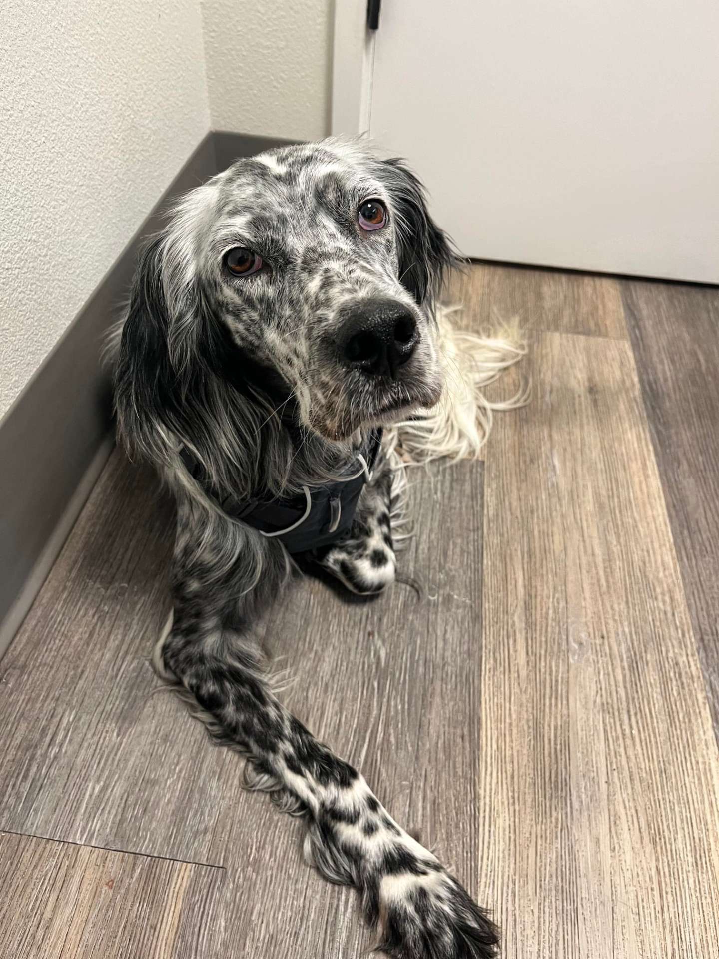 Maisie (fka Paisley) 