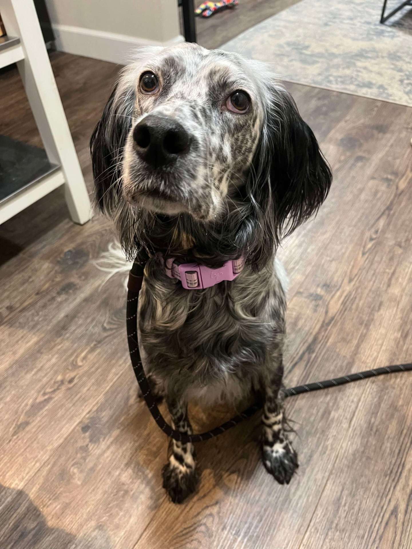 Maisie (fka Paisley) 