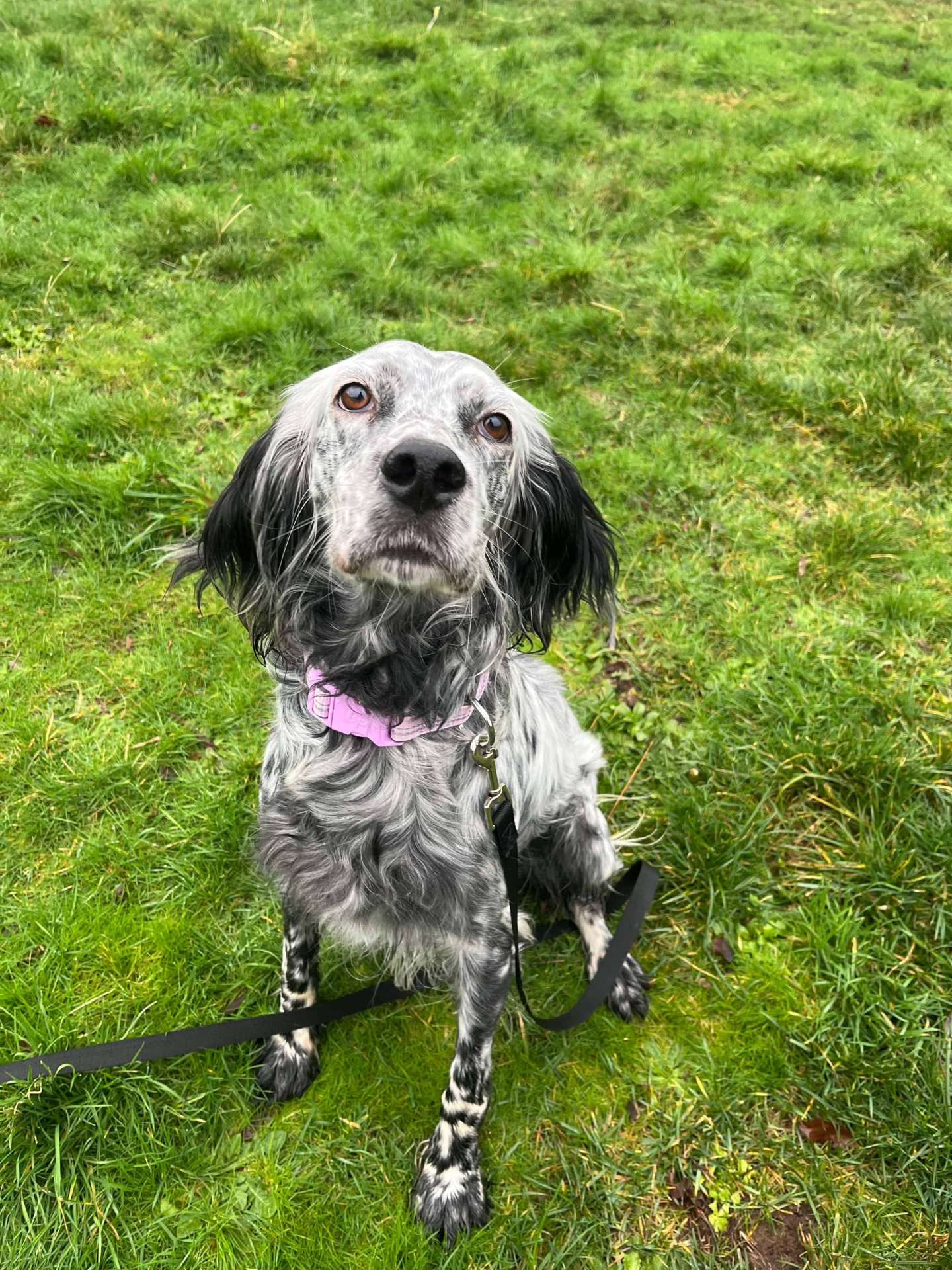 Maisie (fka Paisley) 