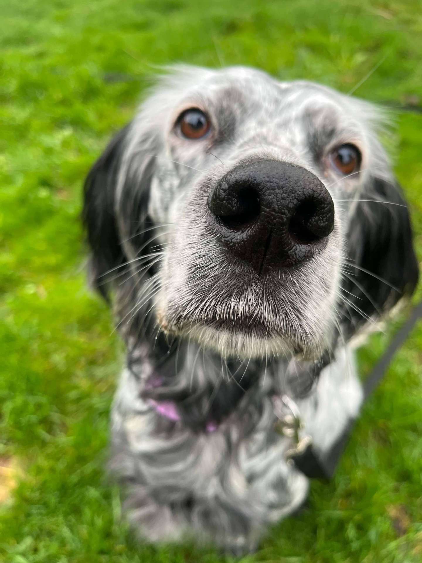 Maisie (fka Paisley) 