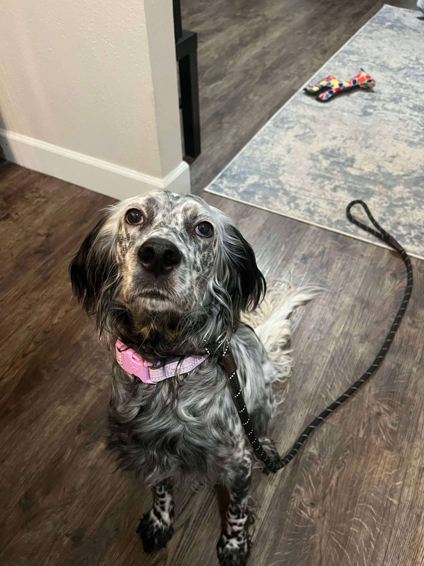 Maisie (fka Paisley) 