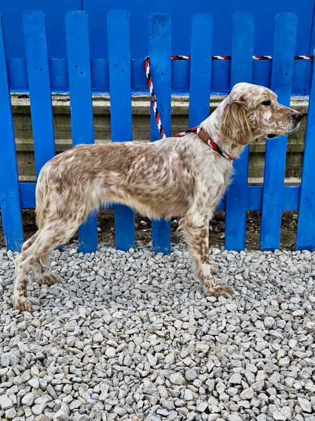 Paprika - Application Limit Exceeded 