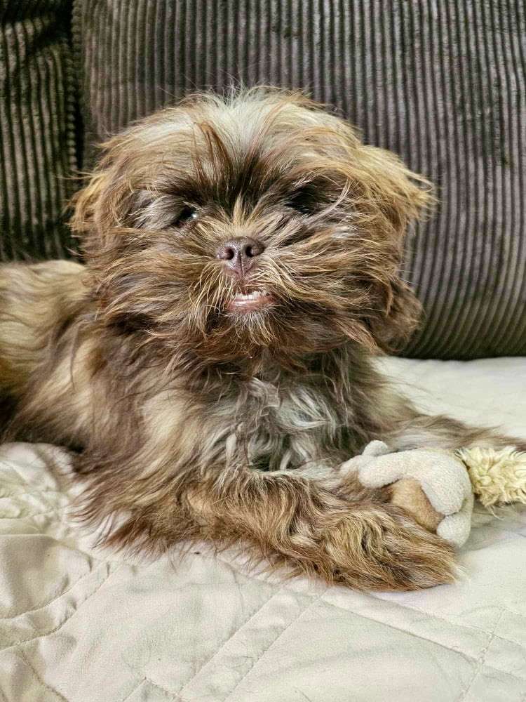 Chewy  