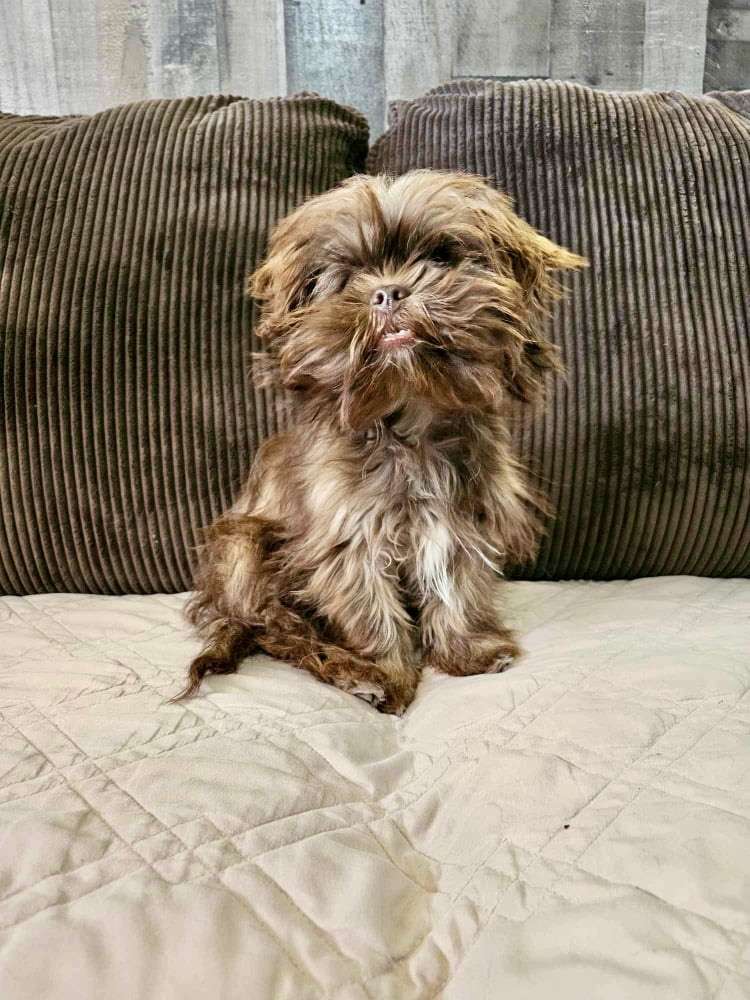 Chewy  