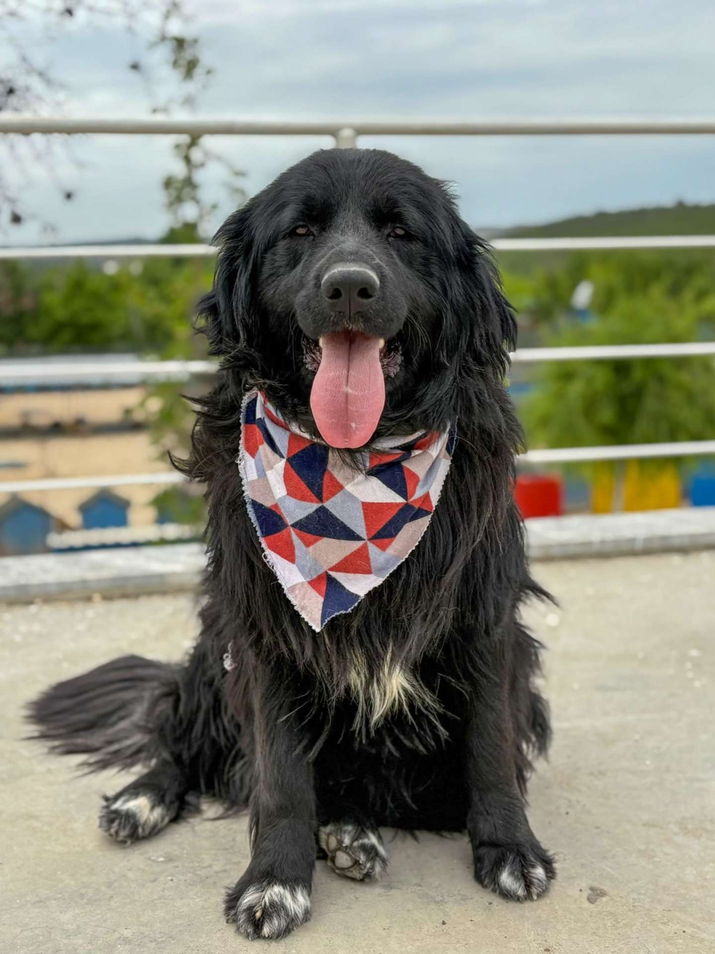 Bear - Application Limit Exceeded 