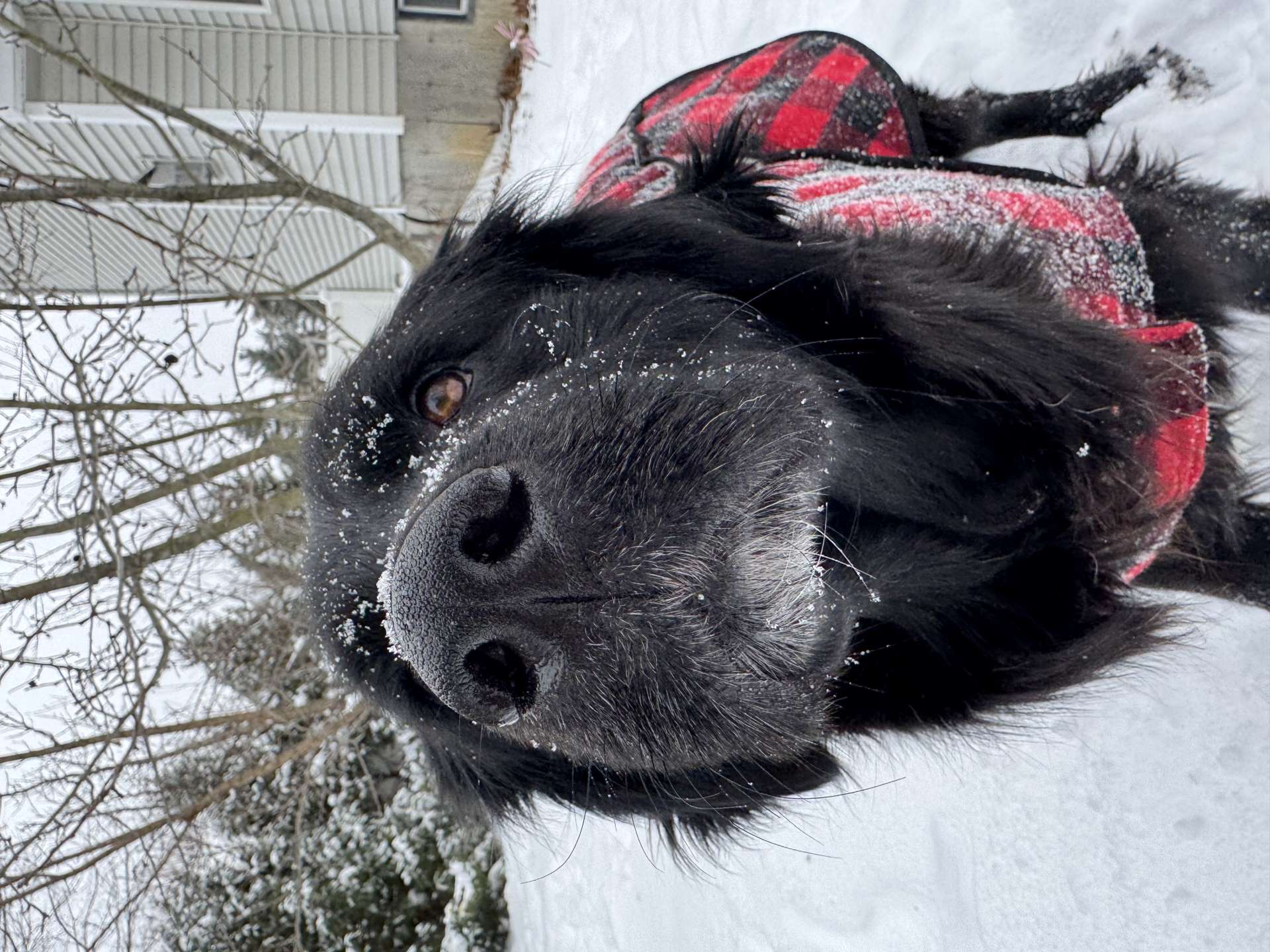 Bear - Application Limit Exceeded 