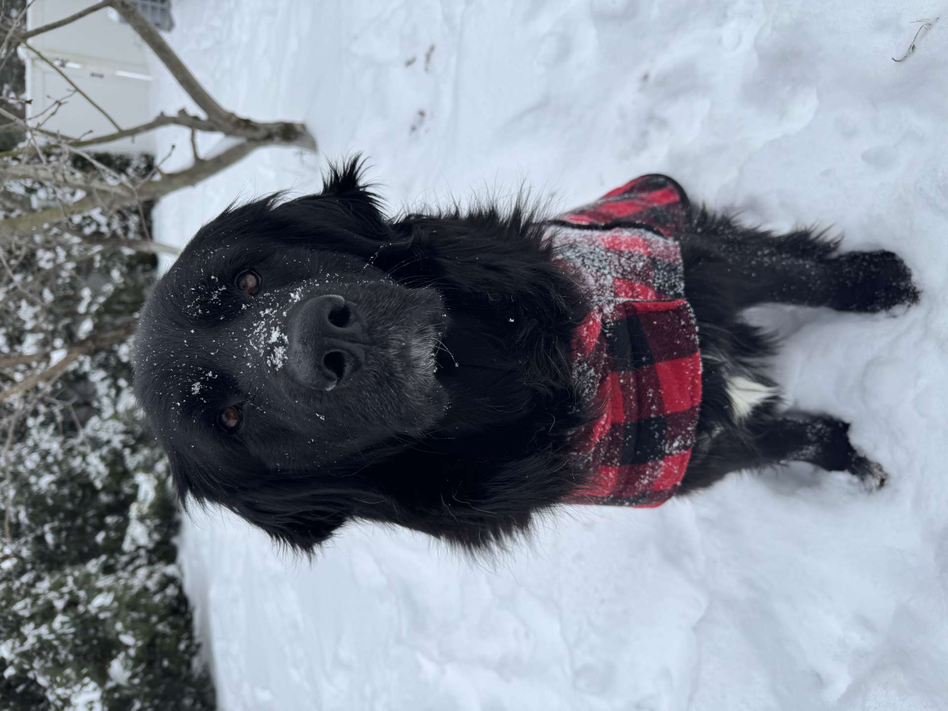 Bear - Application Limit Exceeded 