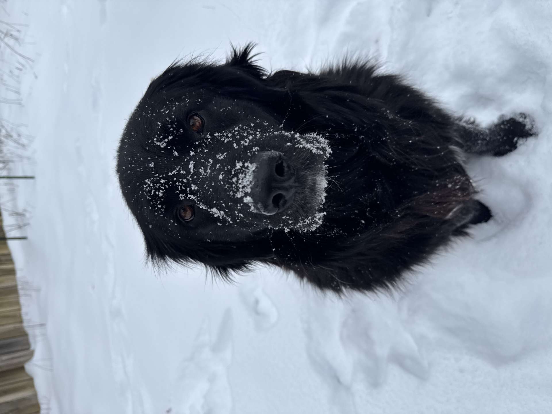 Bear - Application Limit Exceeded 