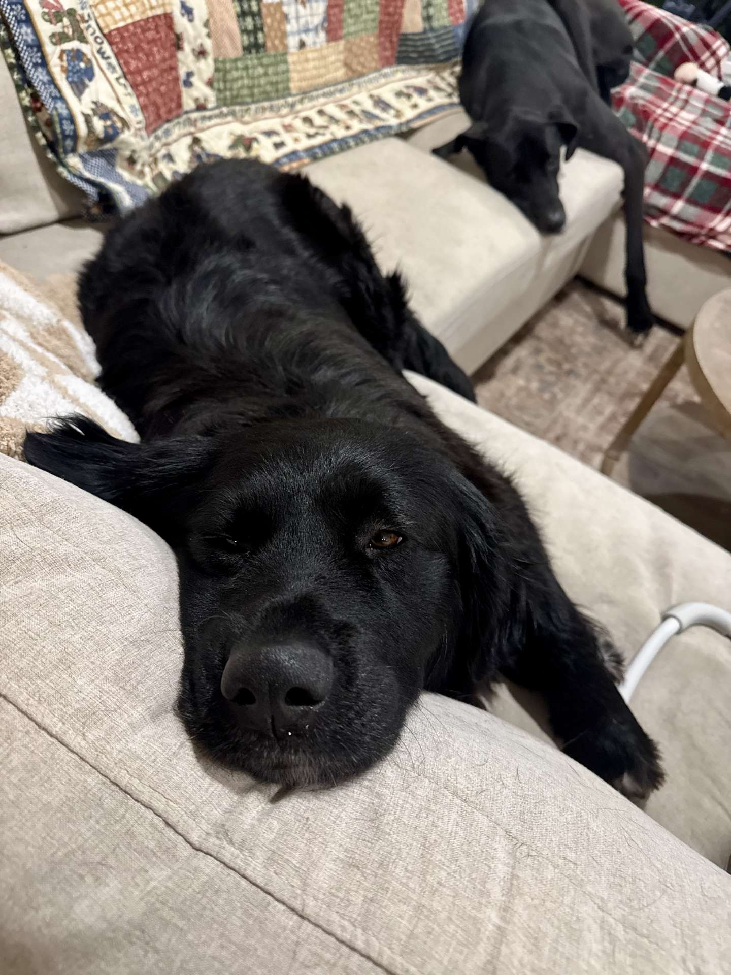 Bear - Application Limit Exceeded 