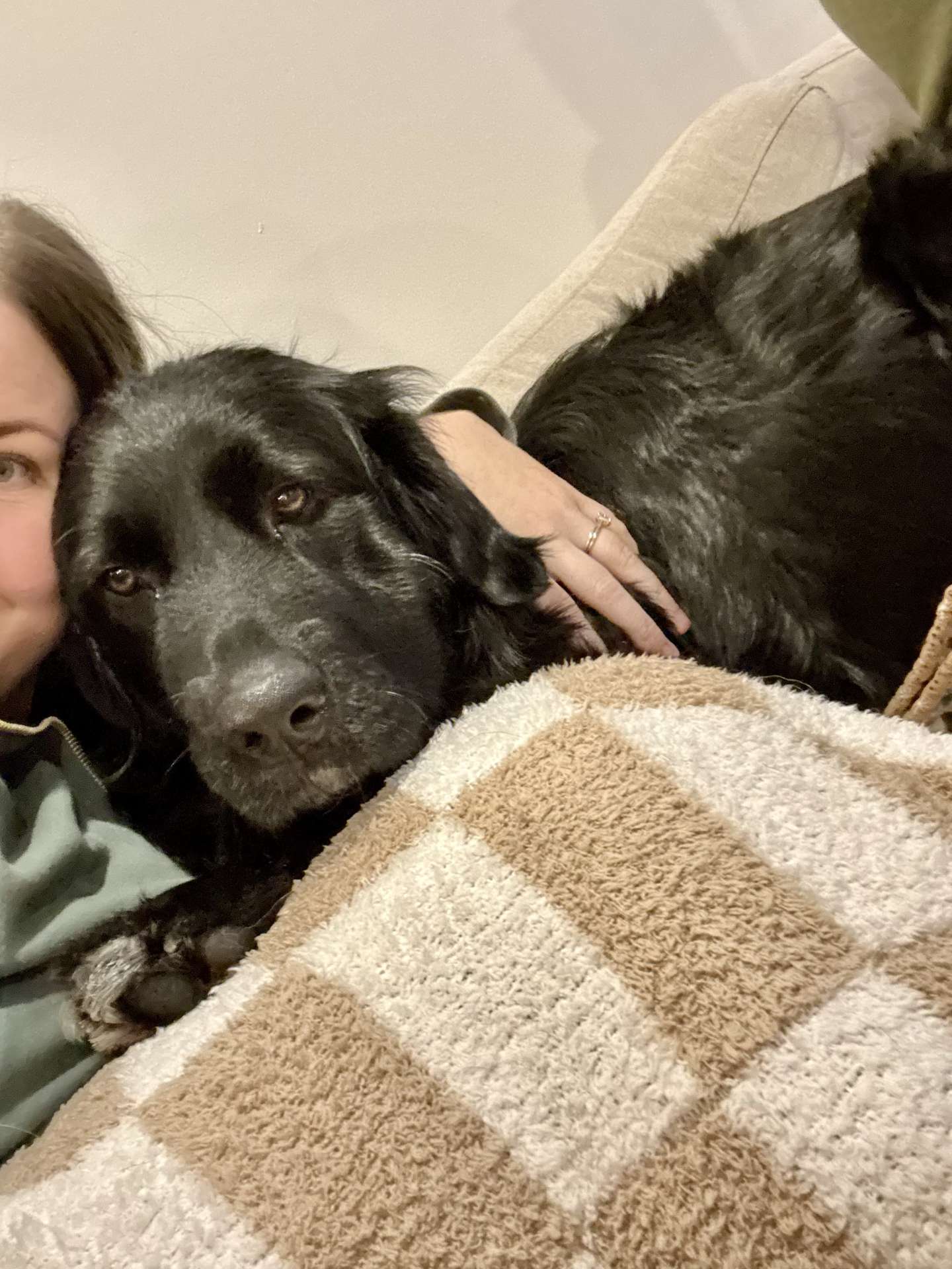 Bear - Application Limit Exceeded 