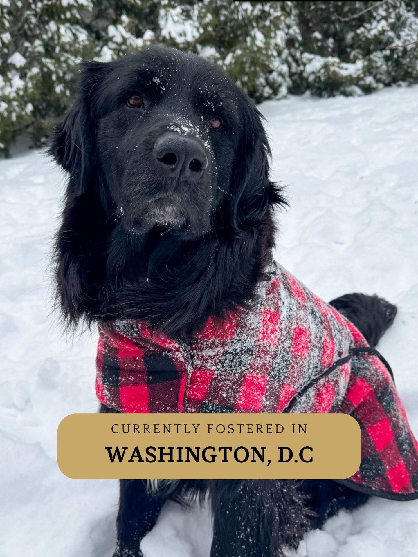 Bear - Application Limit Exceeded 