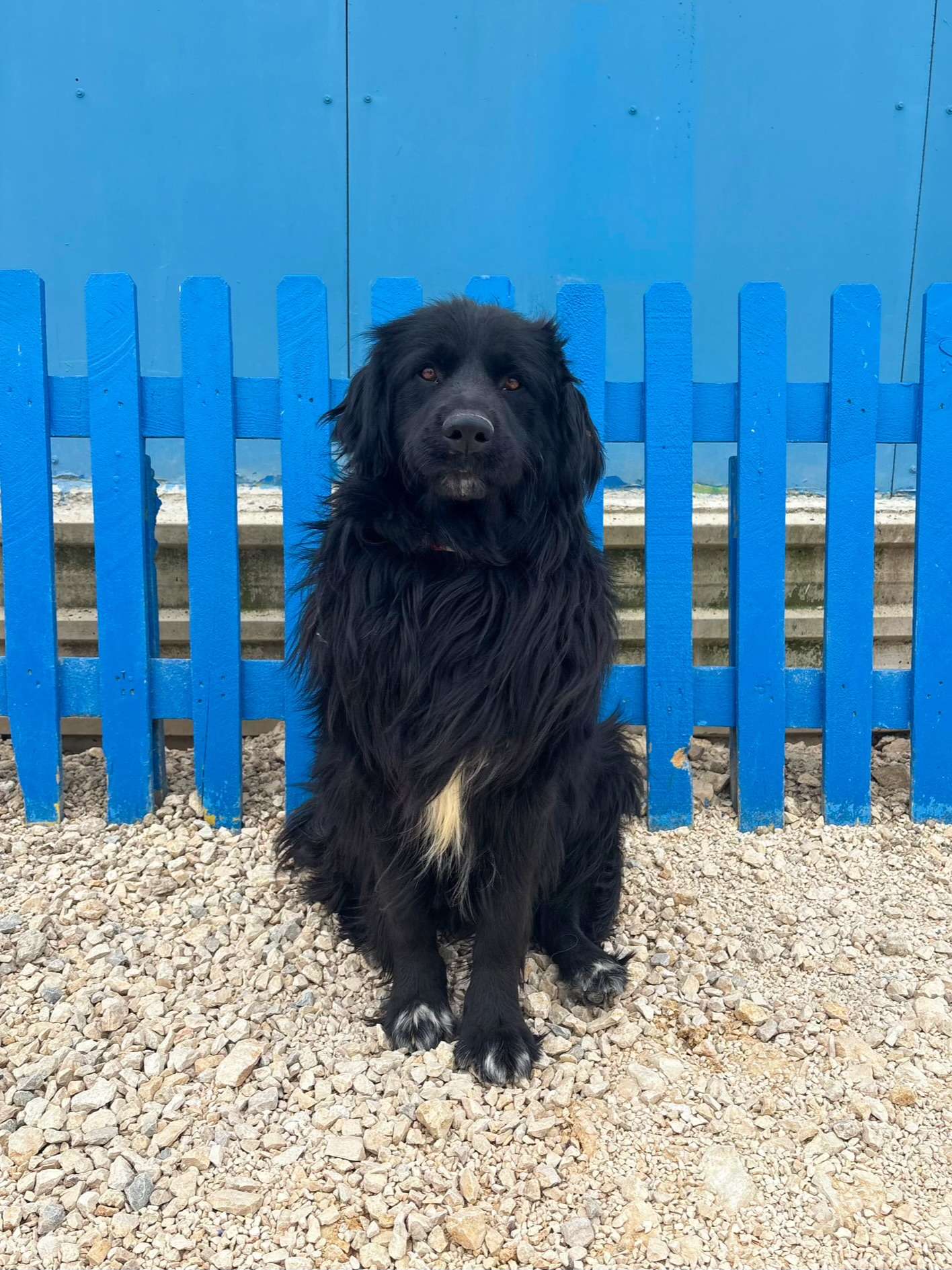 Bear - Application Limit Exceeded 