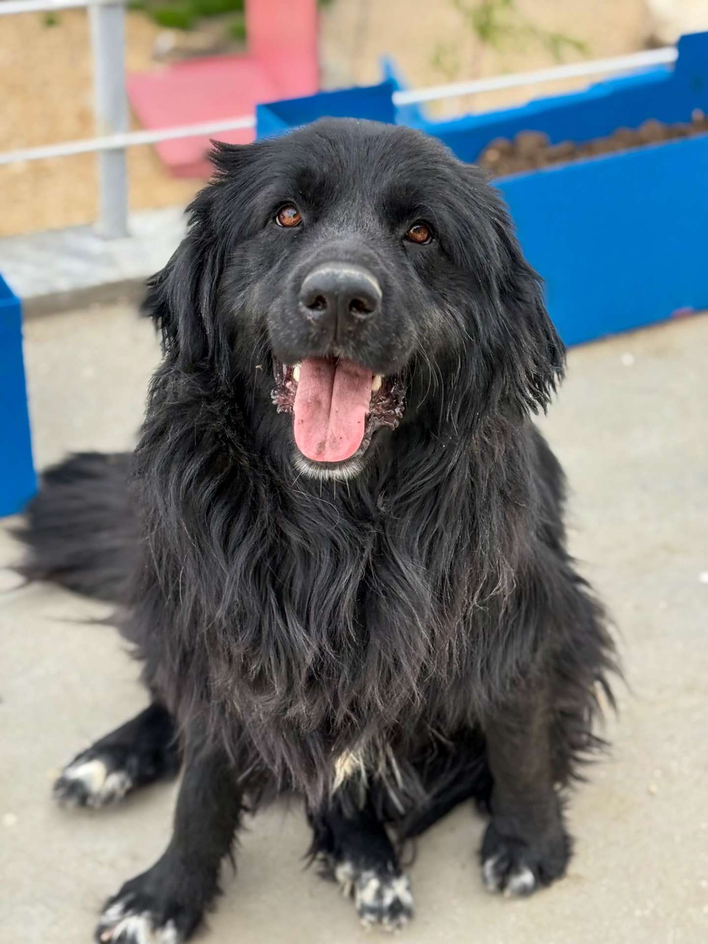 Bear - Application Limit Exceeded 