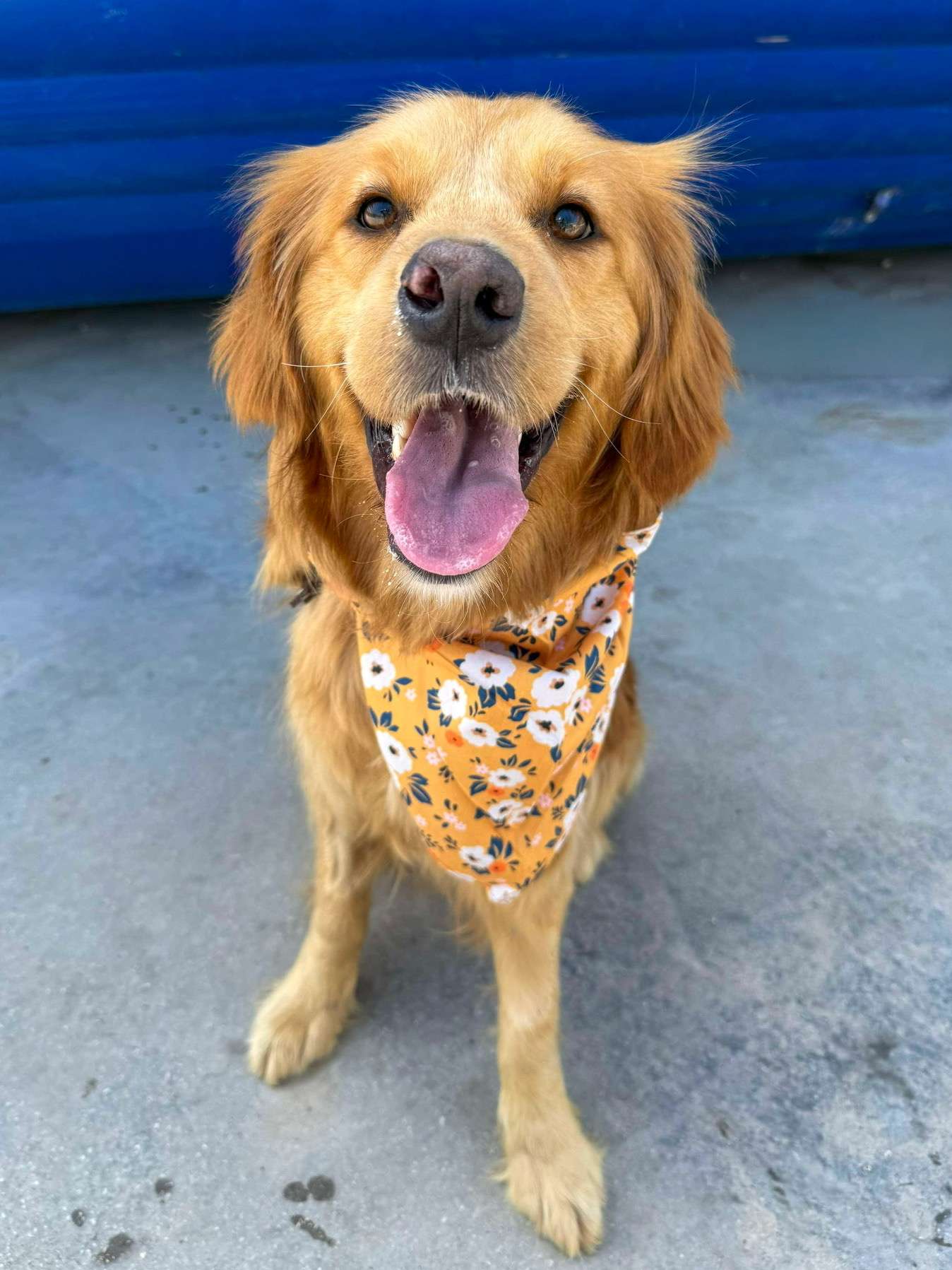 Butterfly Application limit exceeded