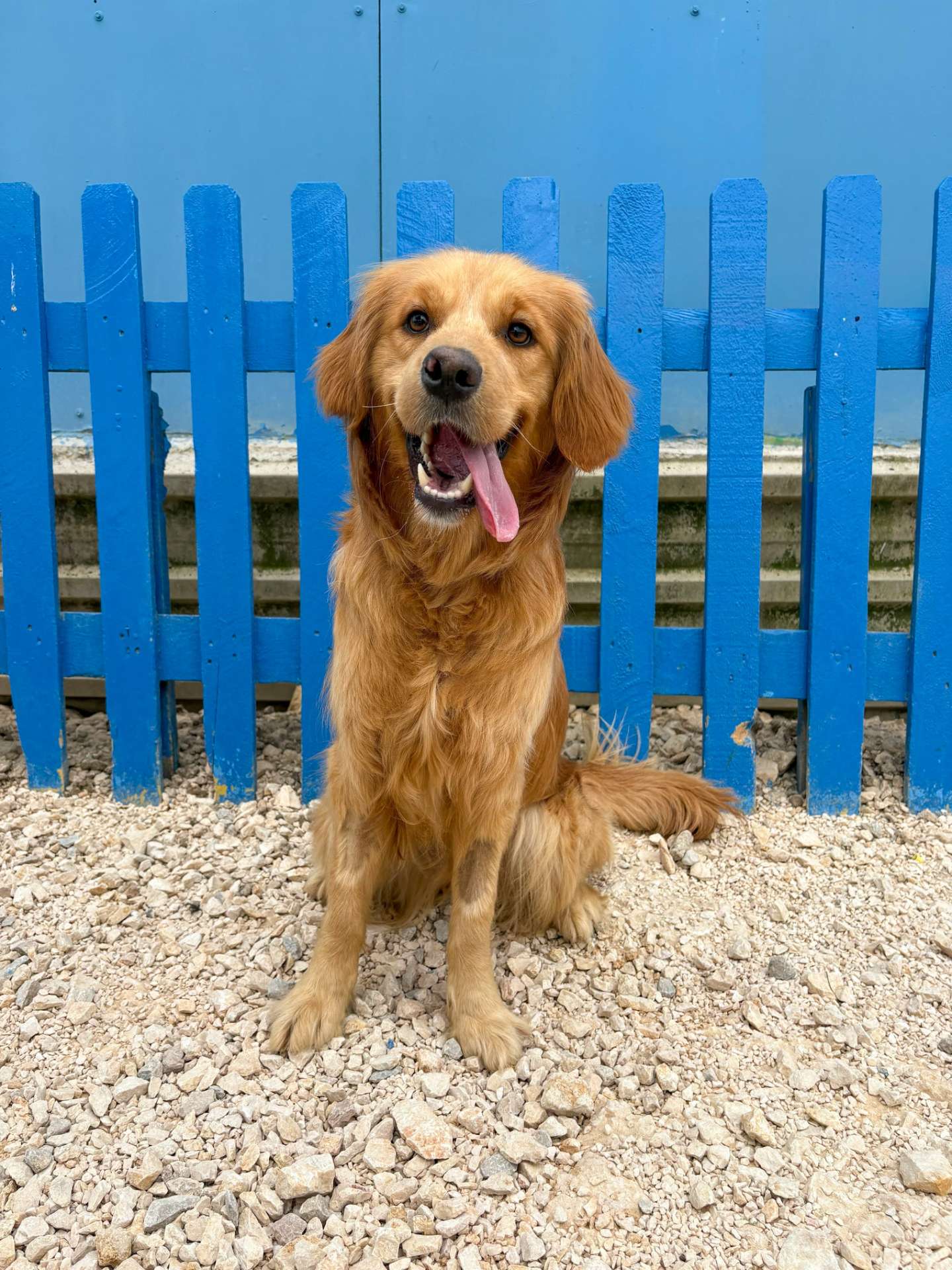 Butterfly Application limit exceeded