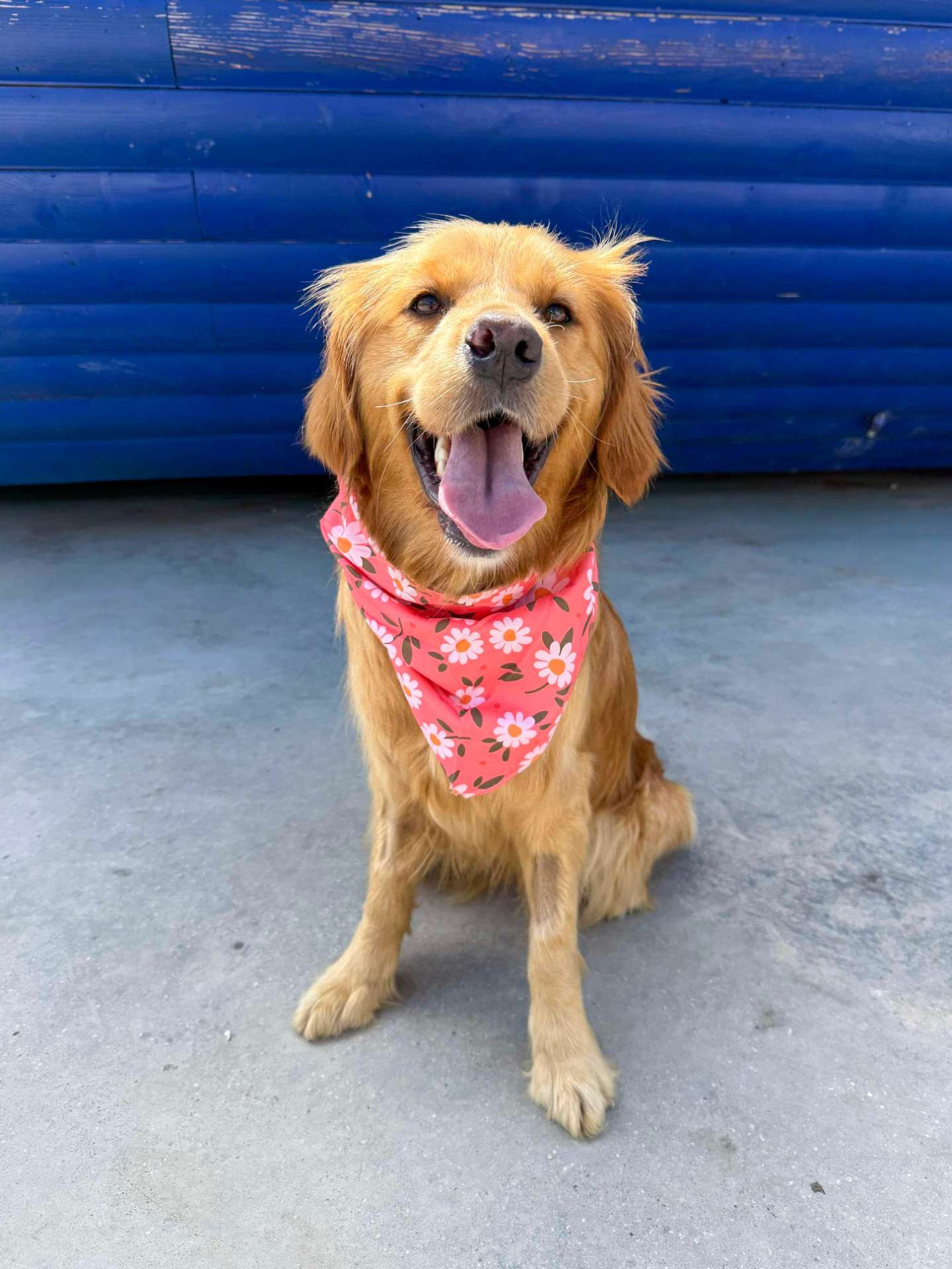 Butterfly Application limit exceeded