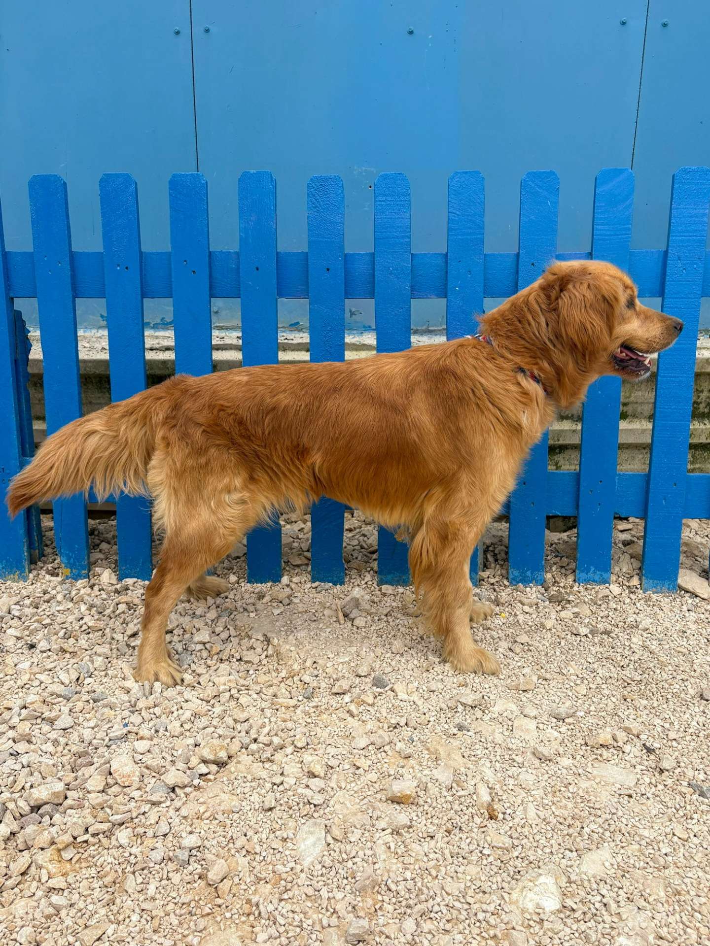 Butterfly Application limit exceeded