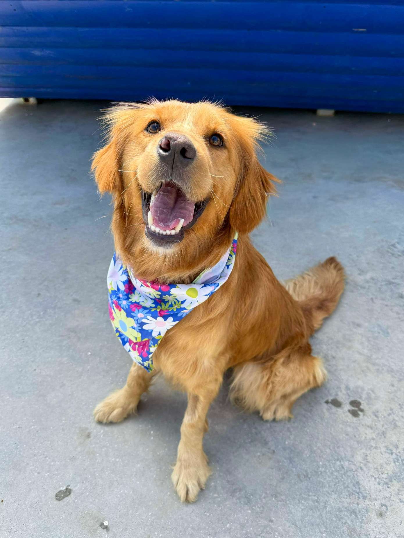 Butterfly Application limit exceeded